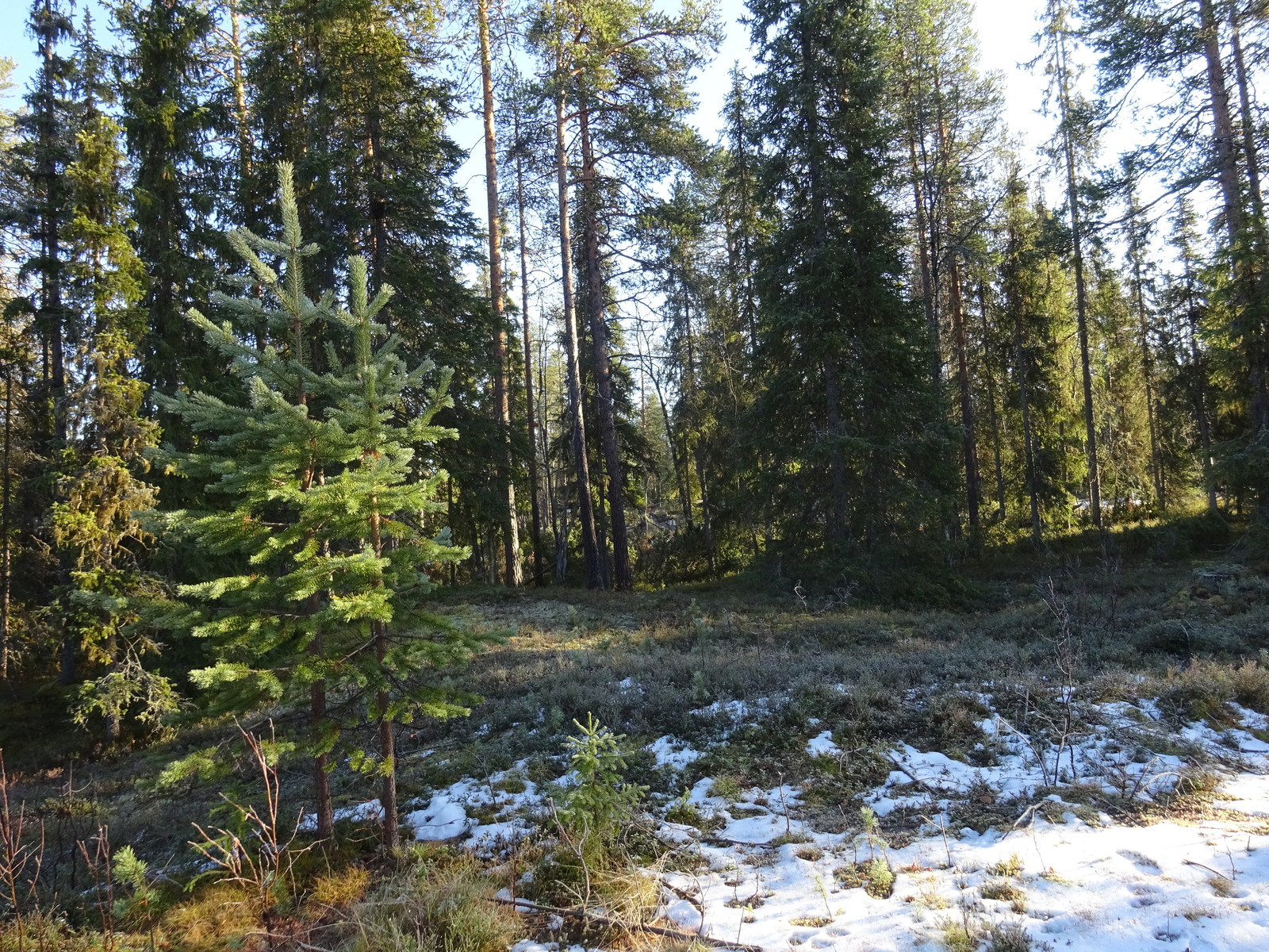 Valokuvassa näkyy mm. tontilla kasvavia puita ja muuta kasvillisuutta.