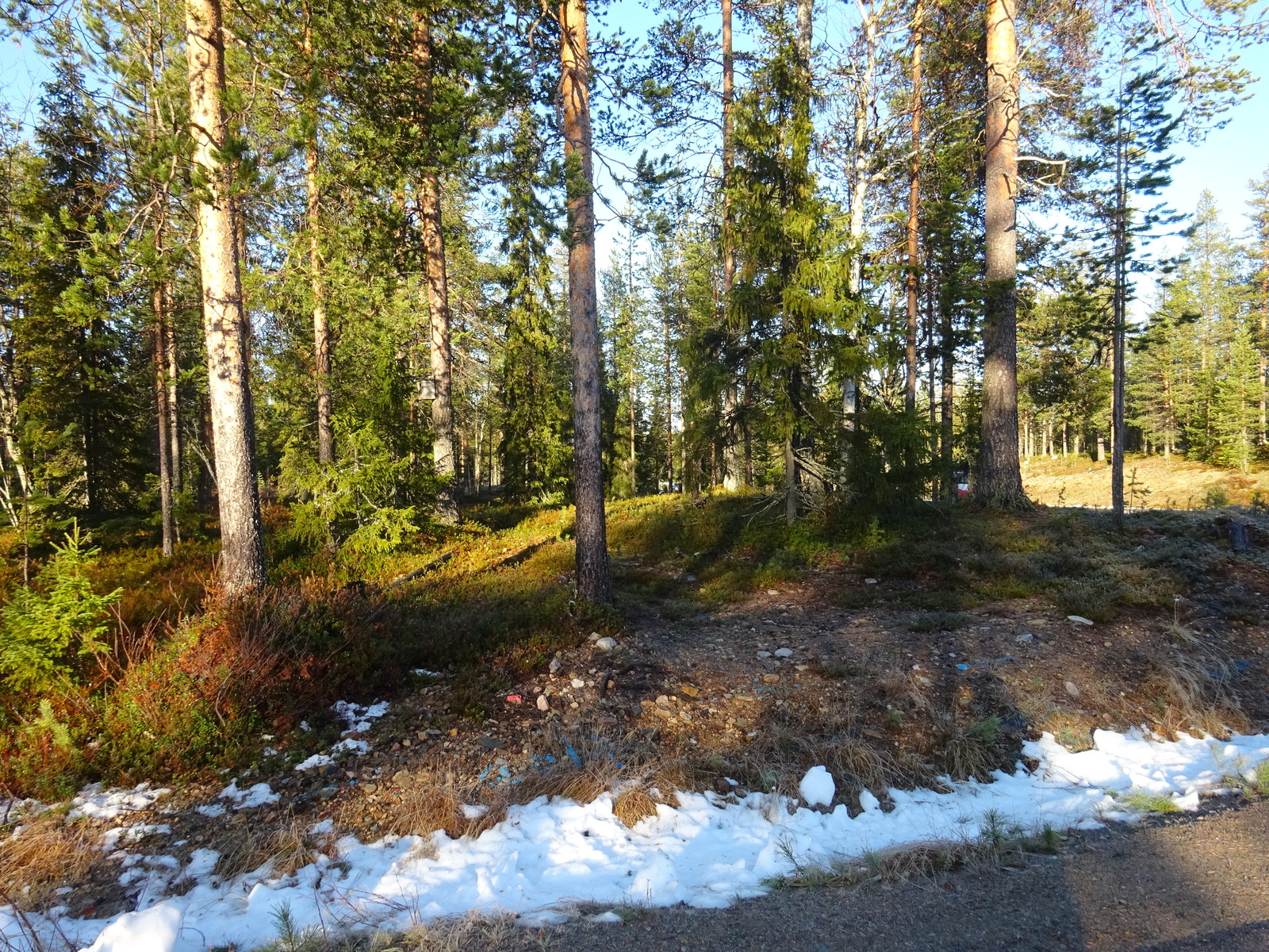 Valokuvassa näkyy mm. tontilla kasvavia puita ja muuta kasvillisuutta.