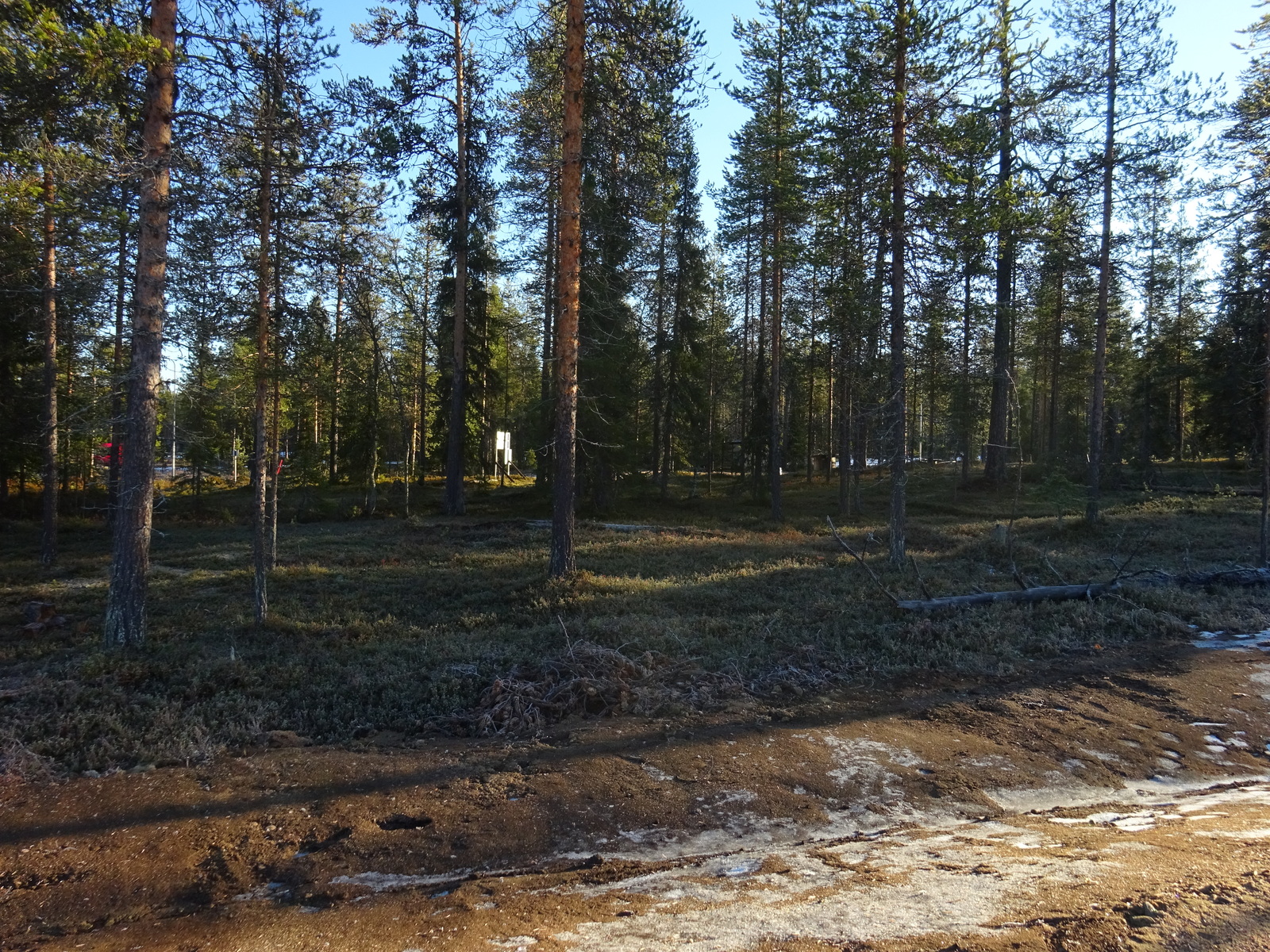 Valokuvassa näkyy mm. tontilla kasvavia puita ja muuta kasvillisuutta.