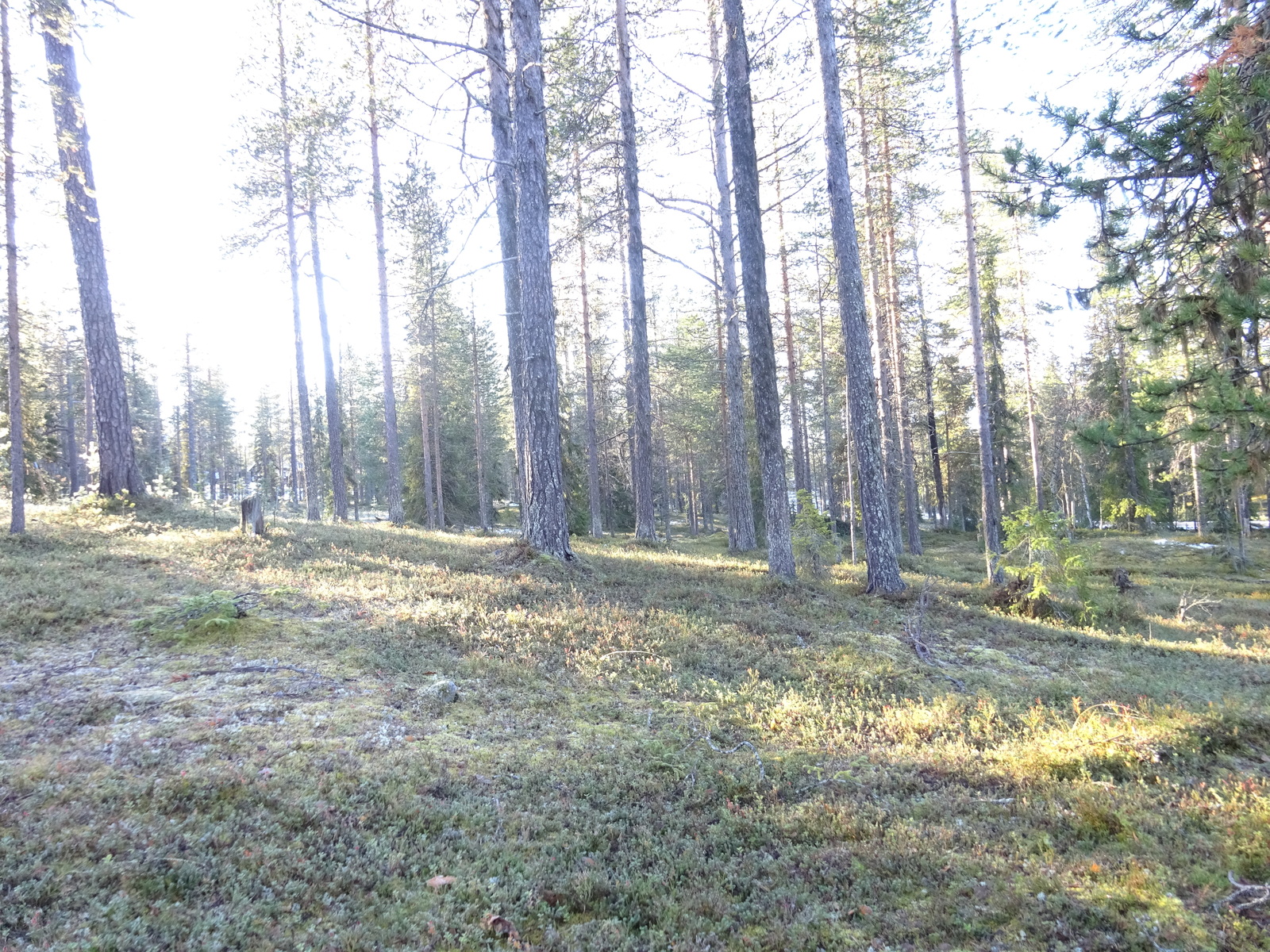 Valokuvassa näkyy mm. tontilla kasvavia puita ja muuta kasvillisuutta.