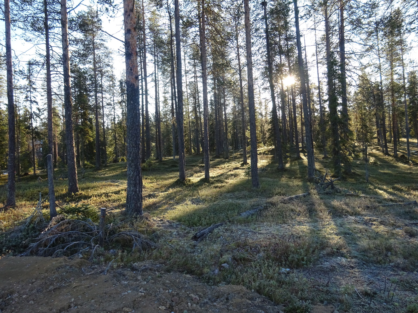 Valokuvassa näkyy mm. tontilla kasvavia puita ja muuta kasvillisuutta.