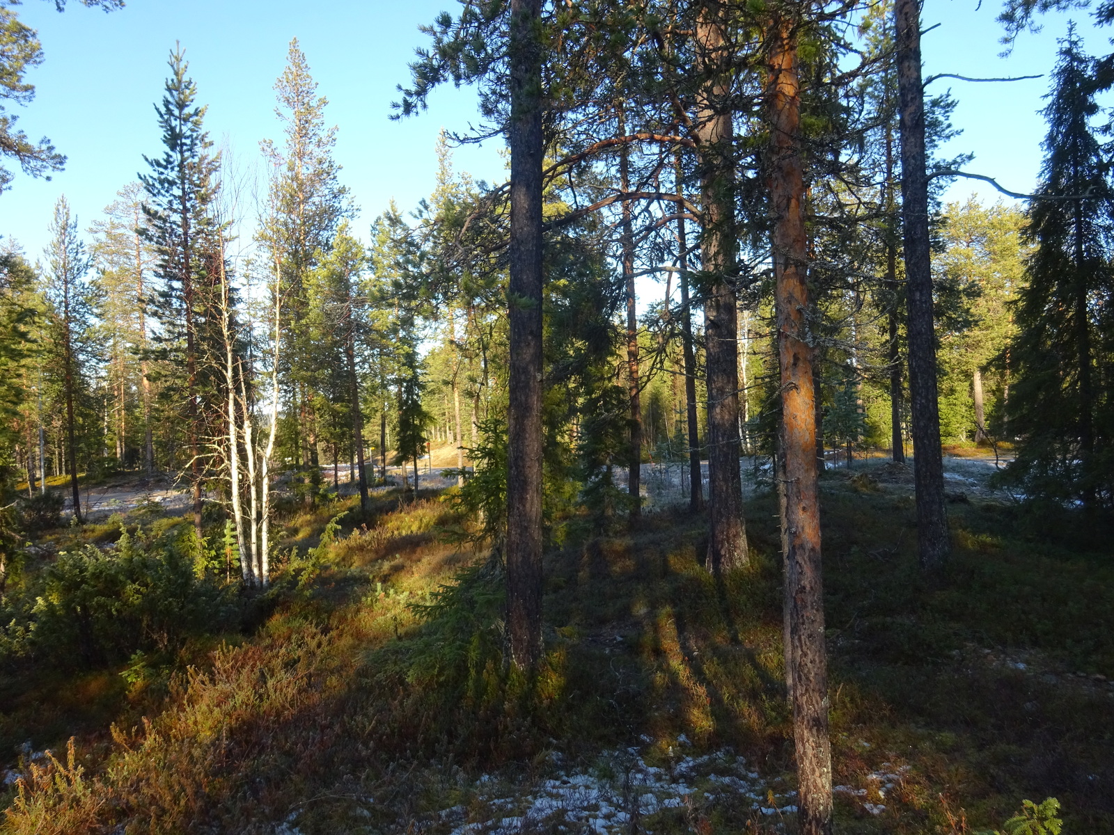 Valokuvassa näkyy mm. tontilla kasvavia puita ja muuta kasvillisuutta.