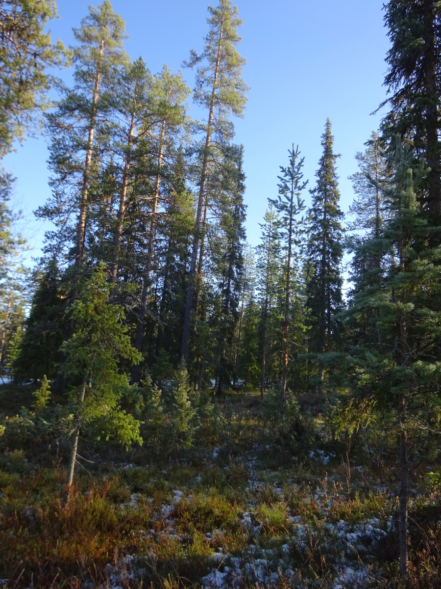 Valokuvassa näkyy mm. tontilla kasvavia puita ja muuta kasvillisuutta.