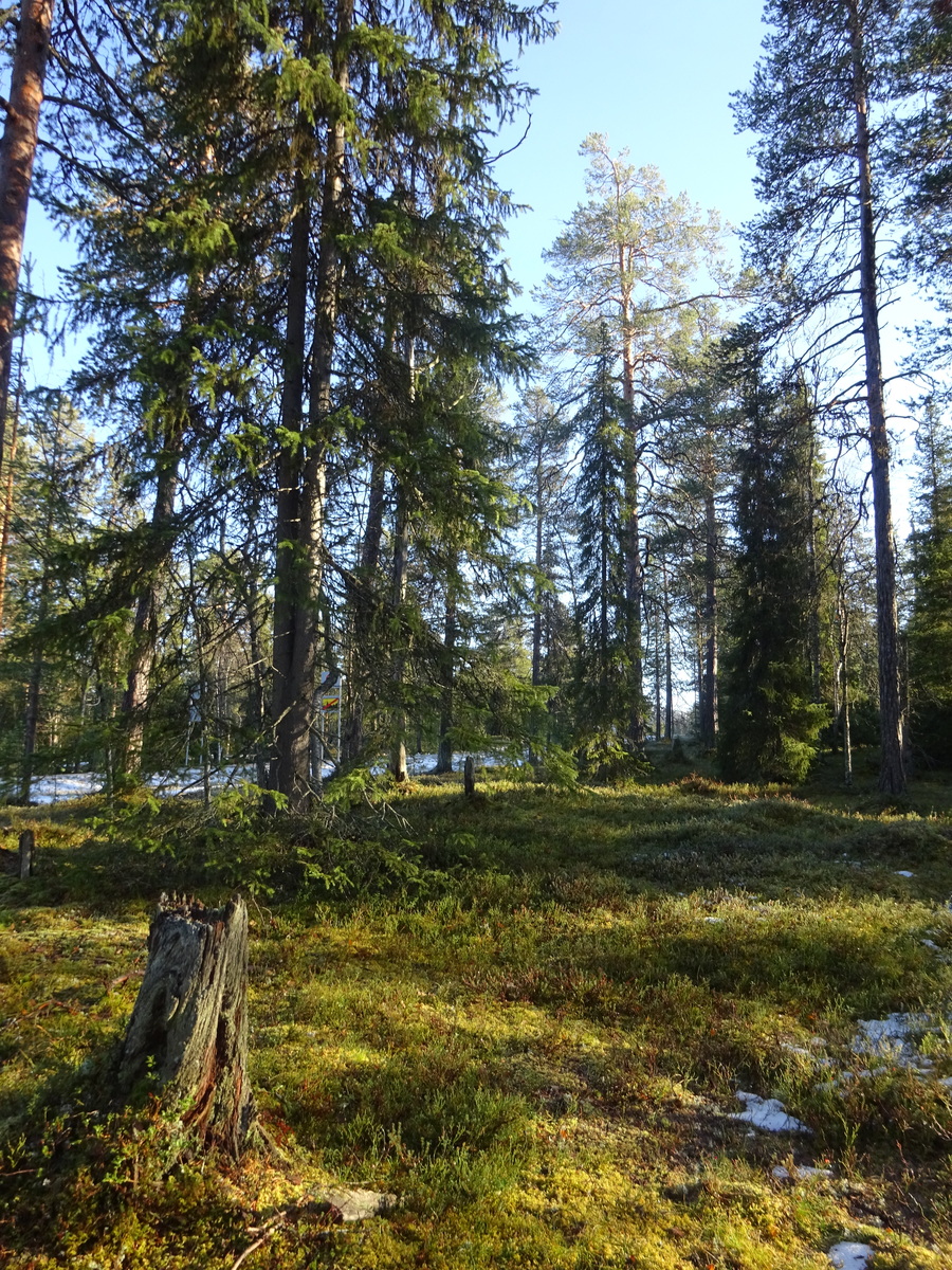 Valokuvassa näkyy mm. tontilla kasvavia puita ja muuta kasvillisuutta.