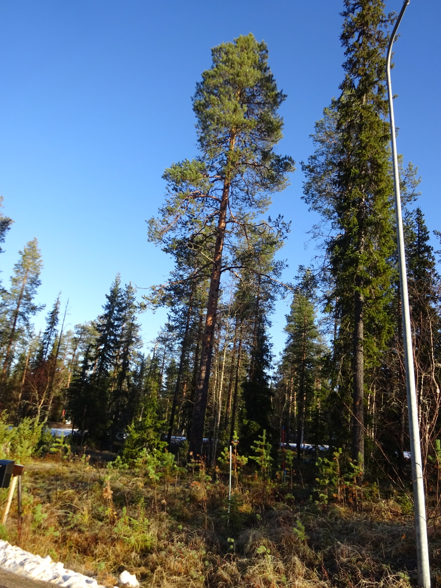 Valokuvassa näkyy mm. tontilla kasvavia puita ja muuta kasvillisuutta.