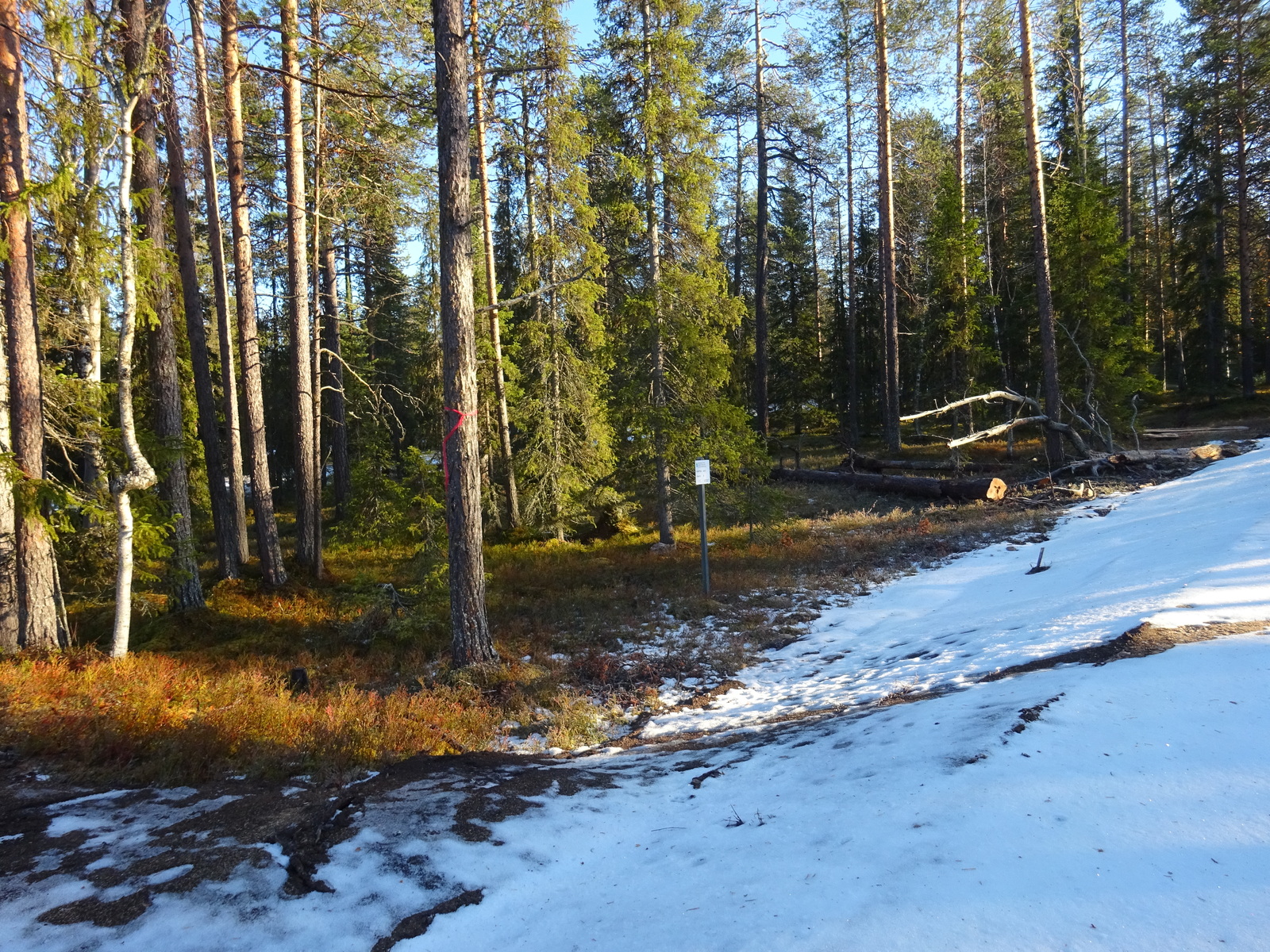 Valokuvassa näkyy mm. tontilla kasvavia puita ja muuta kasvillisuutta.