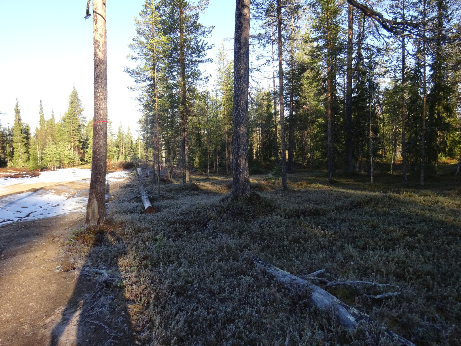 Valokuvassa näkyy mm. tontilla kasvavia puita ja muuta kasvillisuutta.