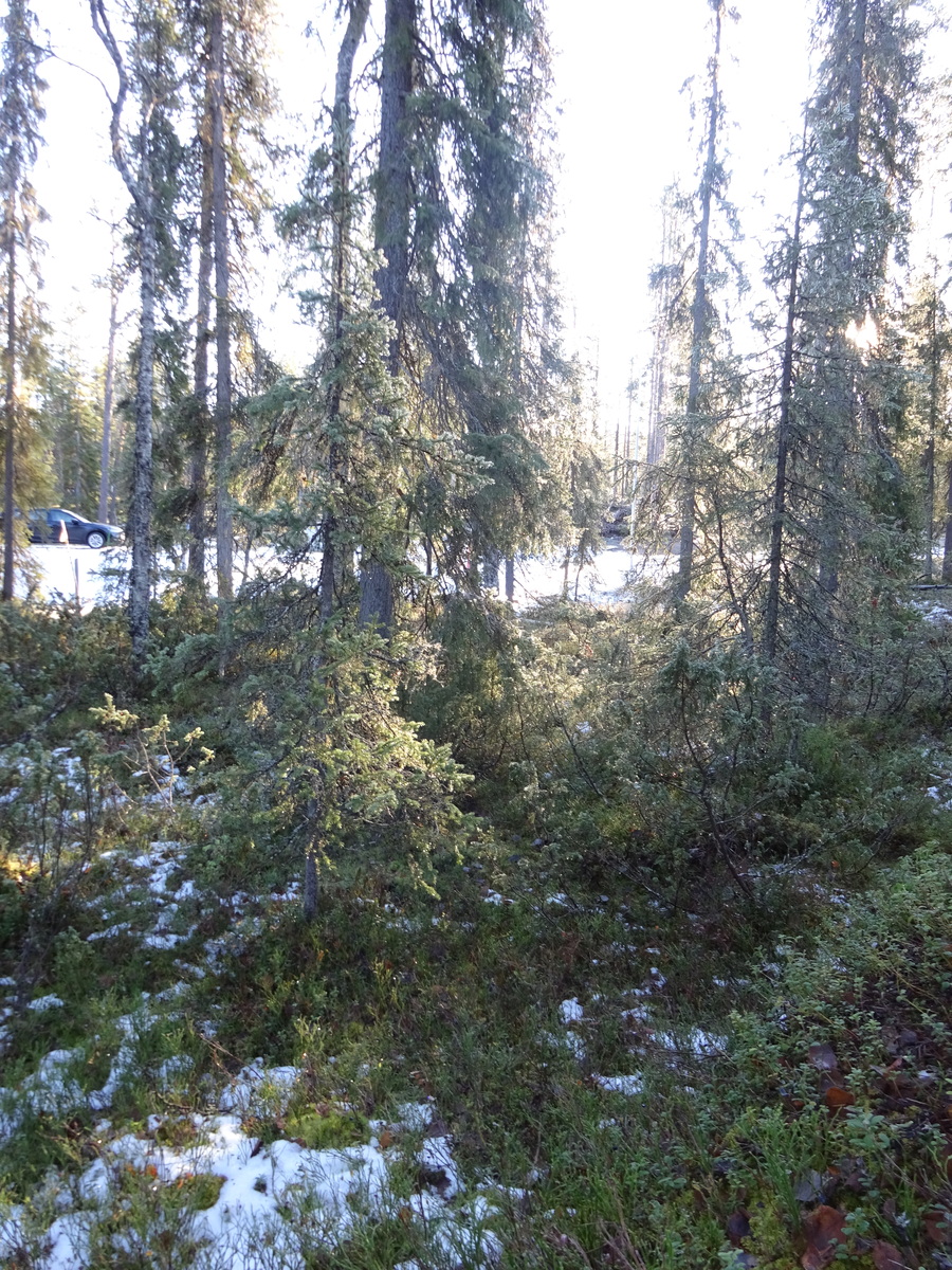 Valokuvassa näkyy mm. tontilla kasvavia puita ja muuta kasvillisuutta.