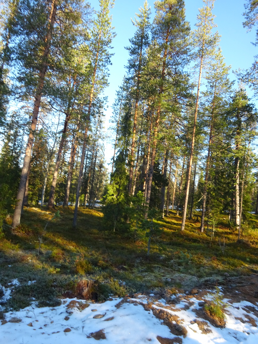 Valokuvassa näkyy mm. tontilla kasvavia puita ja muuta kasvillisuutta.