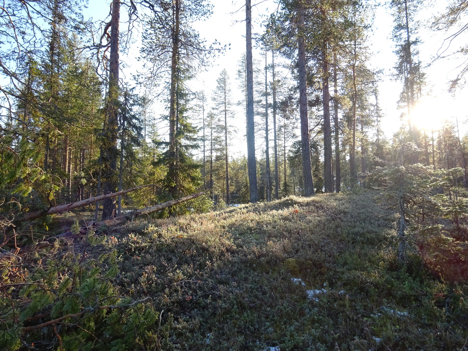 Valokuvassa näkyy mm. tontilla kasvavia puita ja muuta kasvillisuutta.