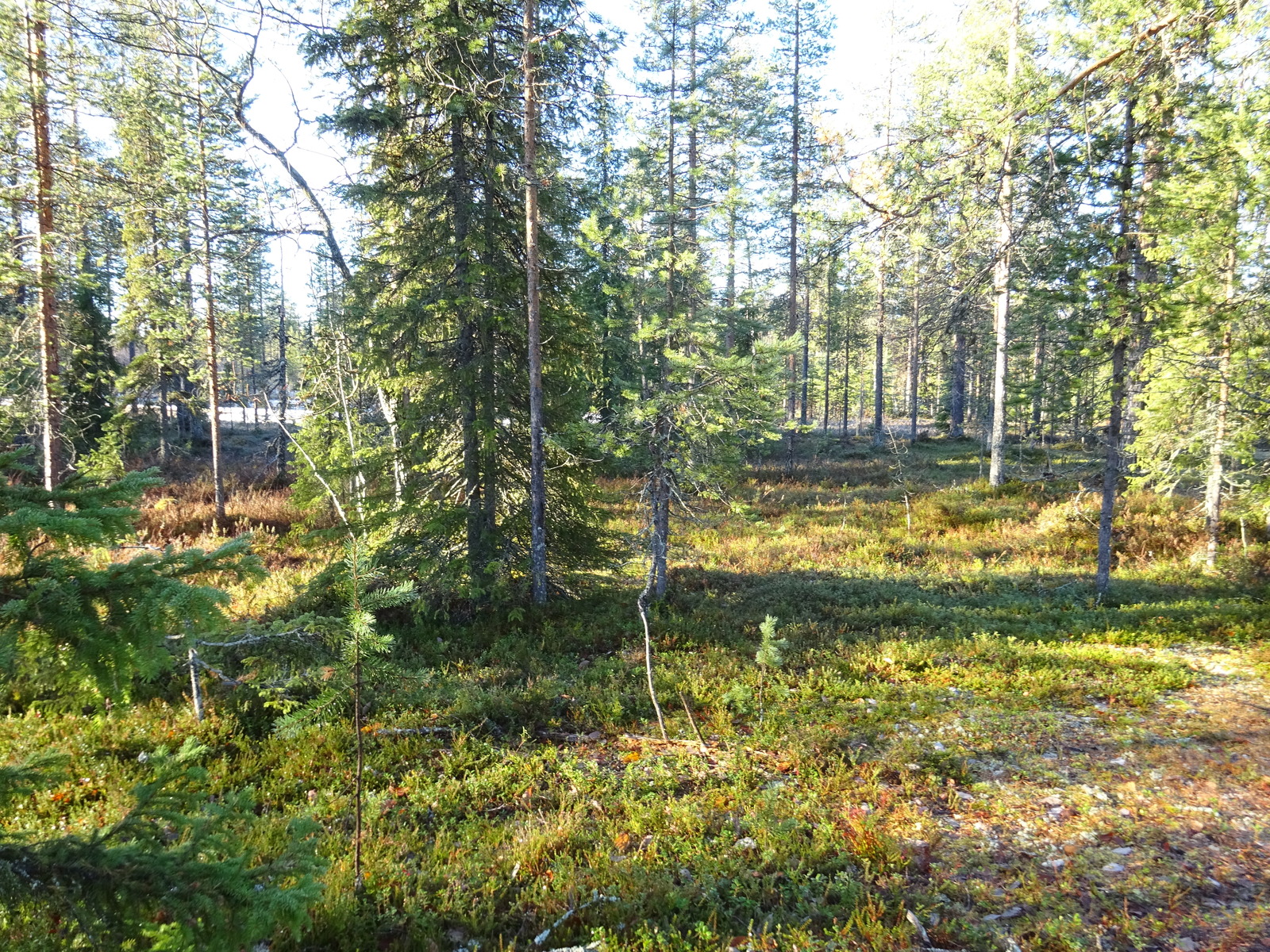 Valokuvassa näkyy mm. tontilla kasvavia puita ja muuta kasvillisuutta.