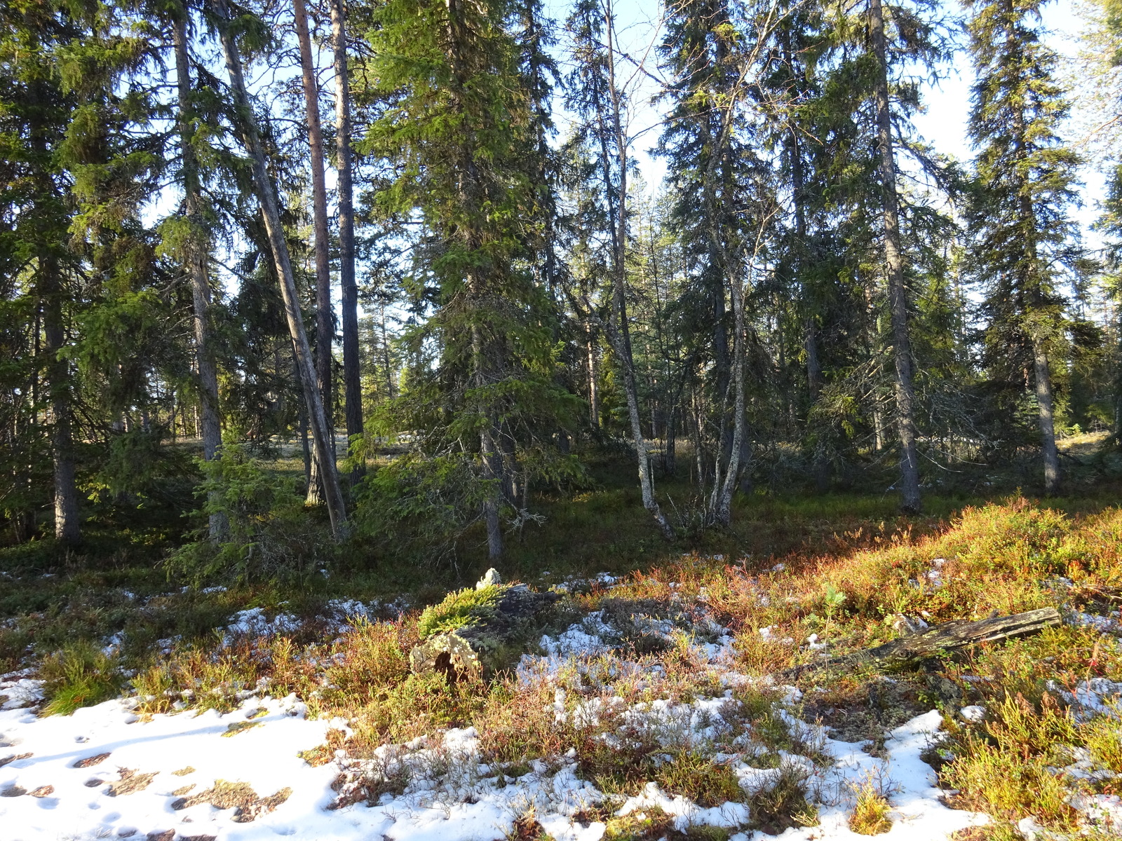 Valokuvassa näkyy mm. tontilla kasvavia puita ja muuta kasvillisuutta.