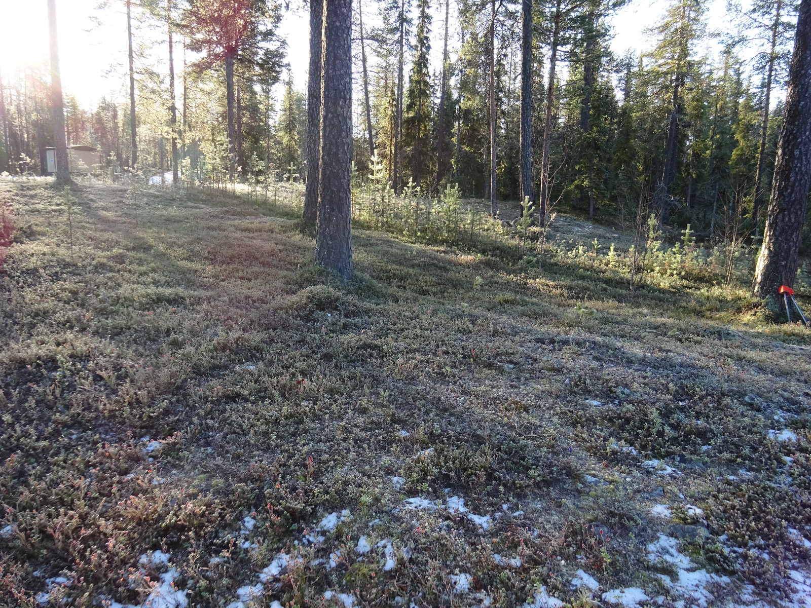 Valokuvassa näkyy mm. tontilla kasvavia puita ja muuta kasvillisuutta.