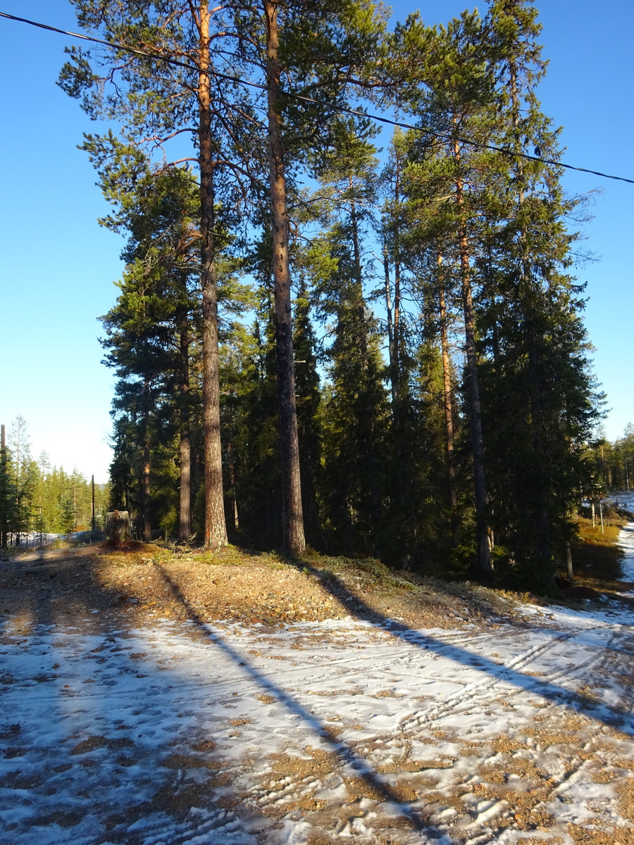 Valokuvassa näkyy mm. tontilla kasvavia puita ja muuta kasvillisuutta.