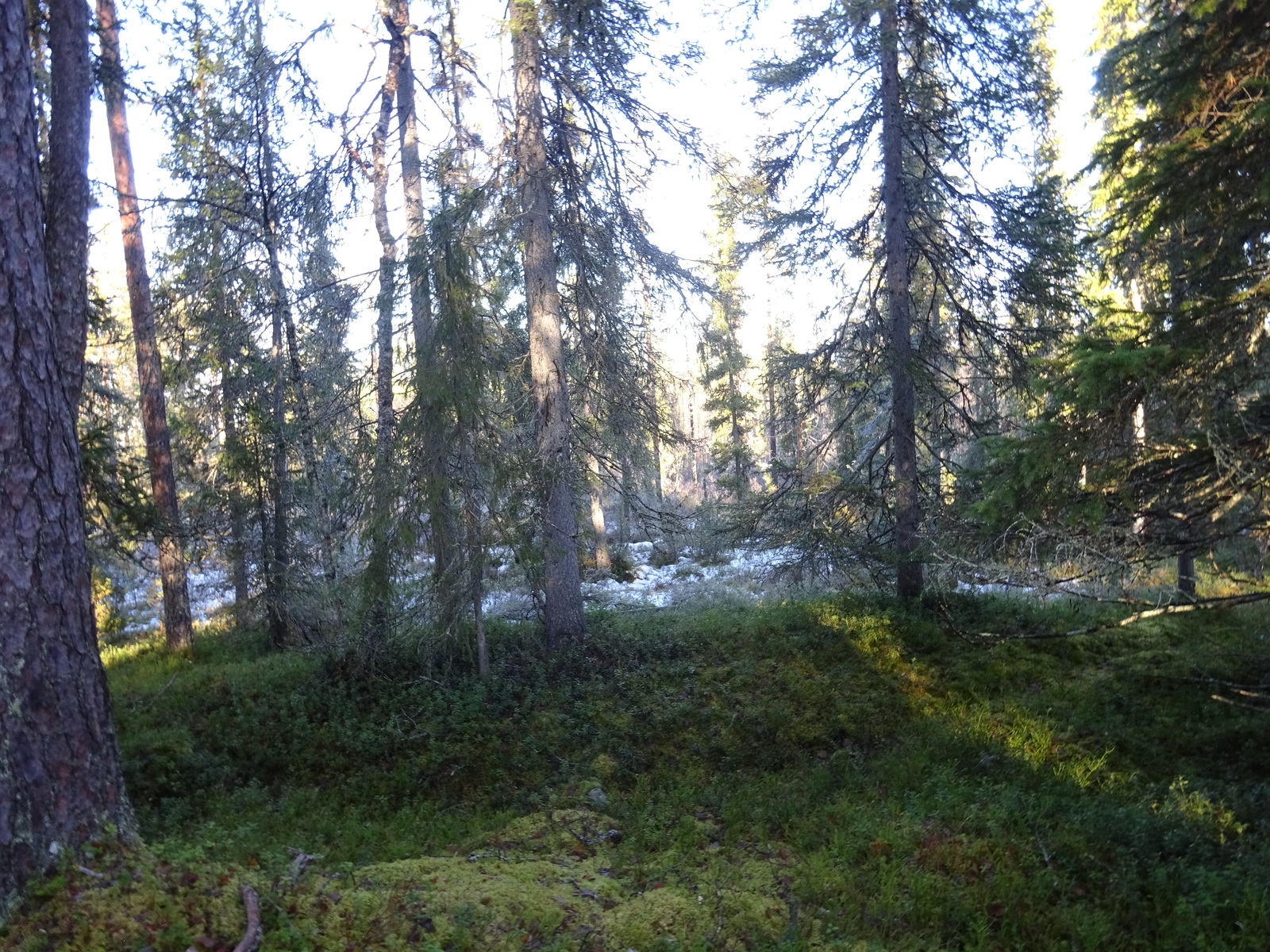 Valokuvassa näkyy mm. tontilla kasvavia puita ja muuta kasvillisuutta.