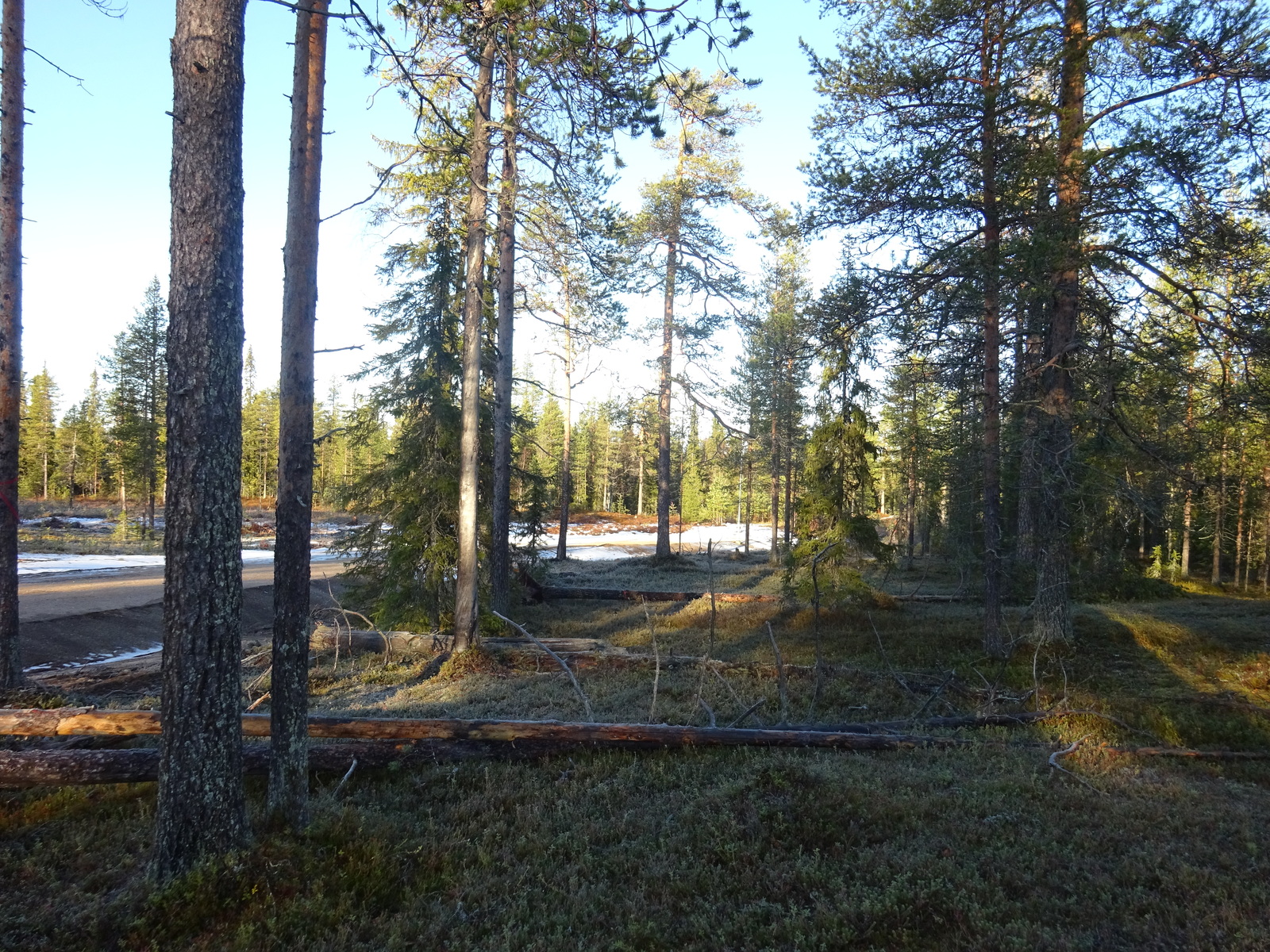 Valokuvassa näkyy mm. tontilla kasvavia puita ja muuta kasvillisuutta.