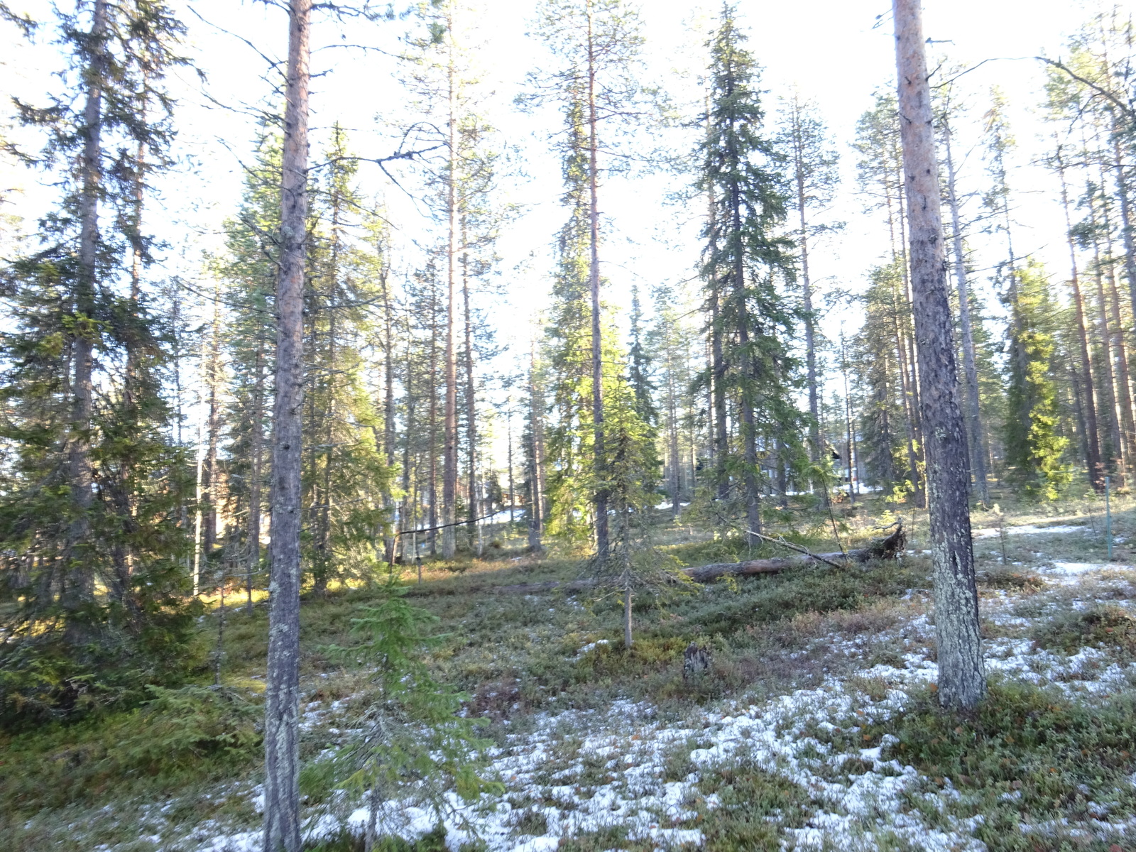 Valokuvassa näkyy mm. tontilla kasvavia puita ja muuta kasvillisuutta.