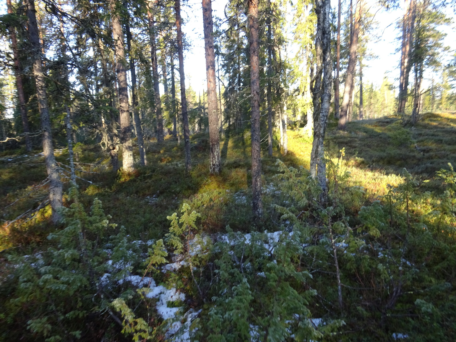 Valokuvassa näkyy mm. tontilla kasvavia puita ja muuta kasvillisuutta.