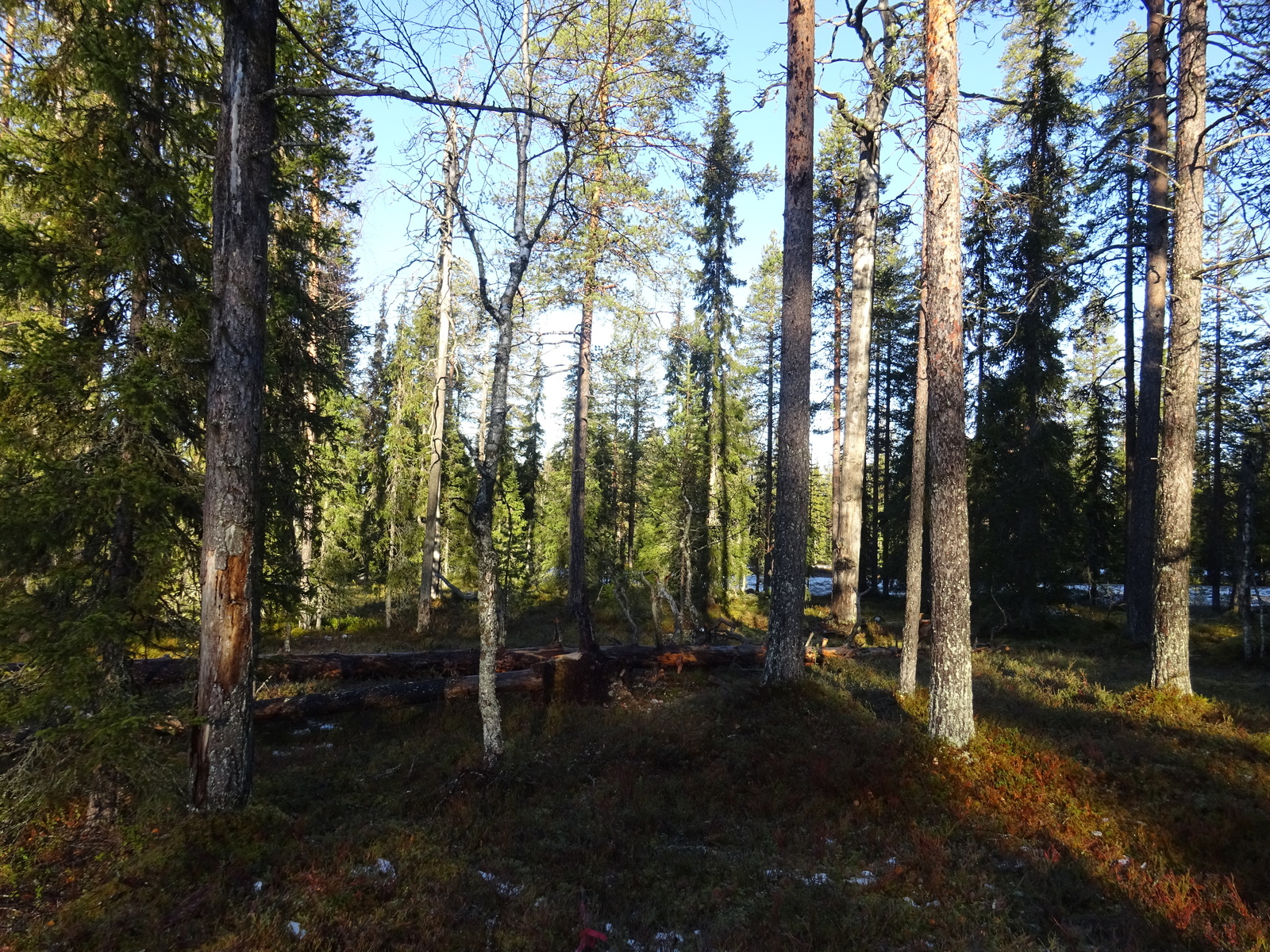 Valokuvassa näkyy mm. tontilla kasvavia puita ja muuta kasvillisuutta.