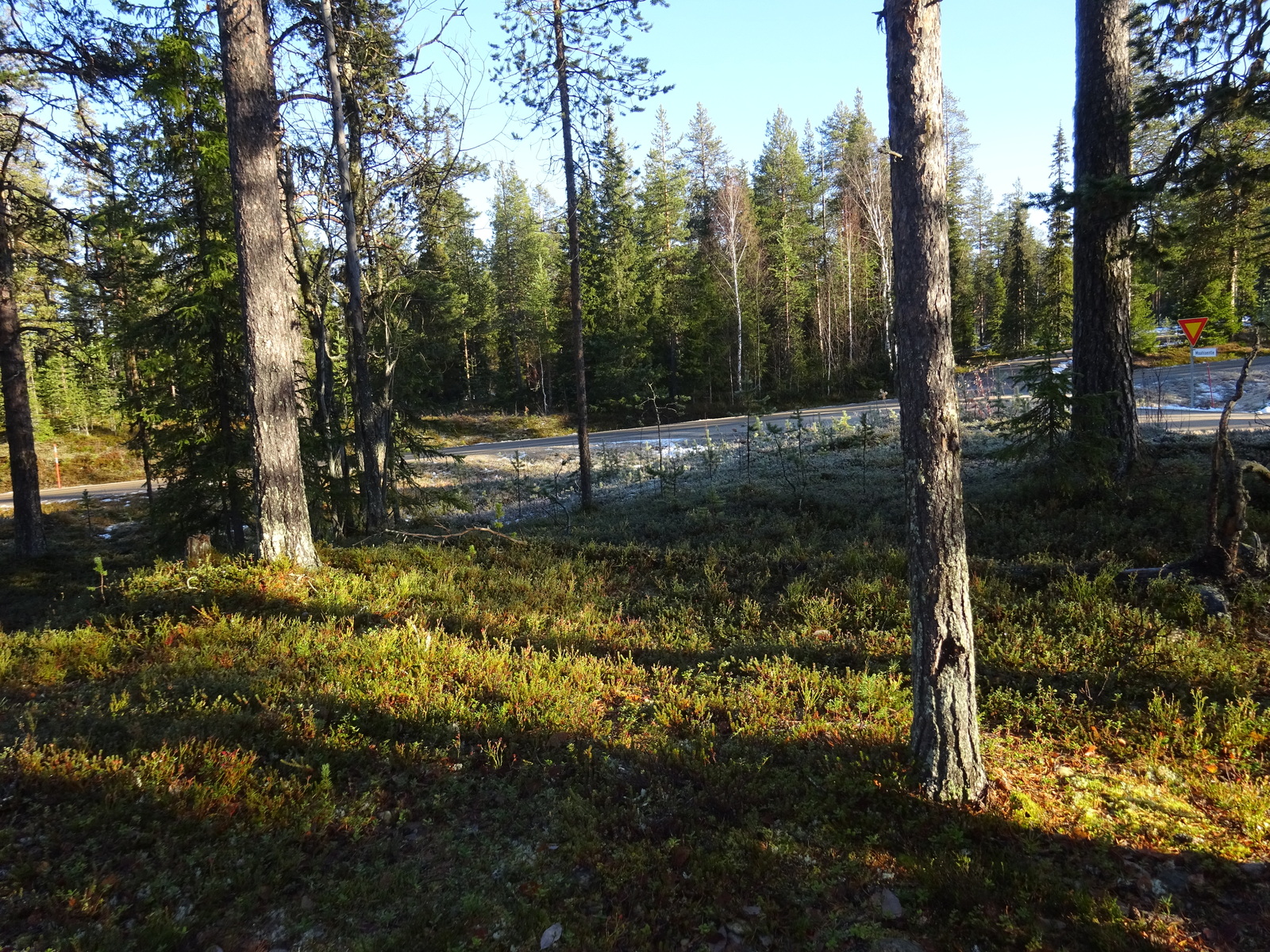 Valokuvassa näkyy mm. tontilla kasvavia puita ja muuta kasvillisuutta.