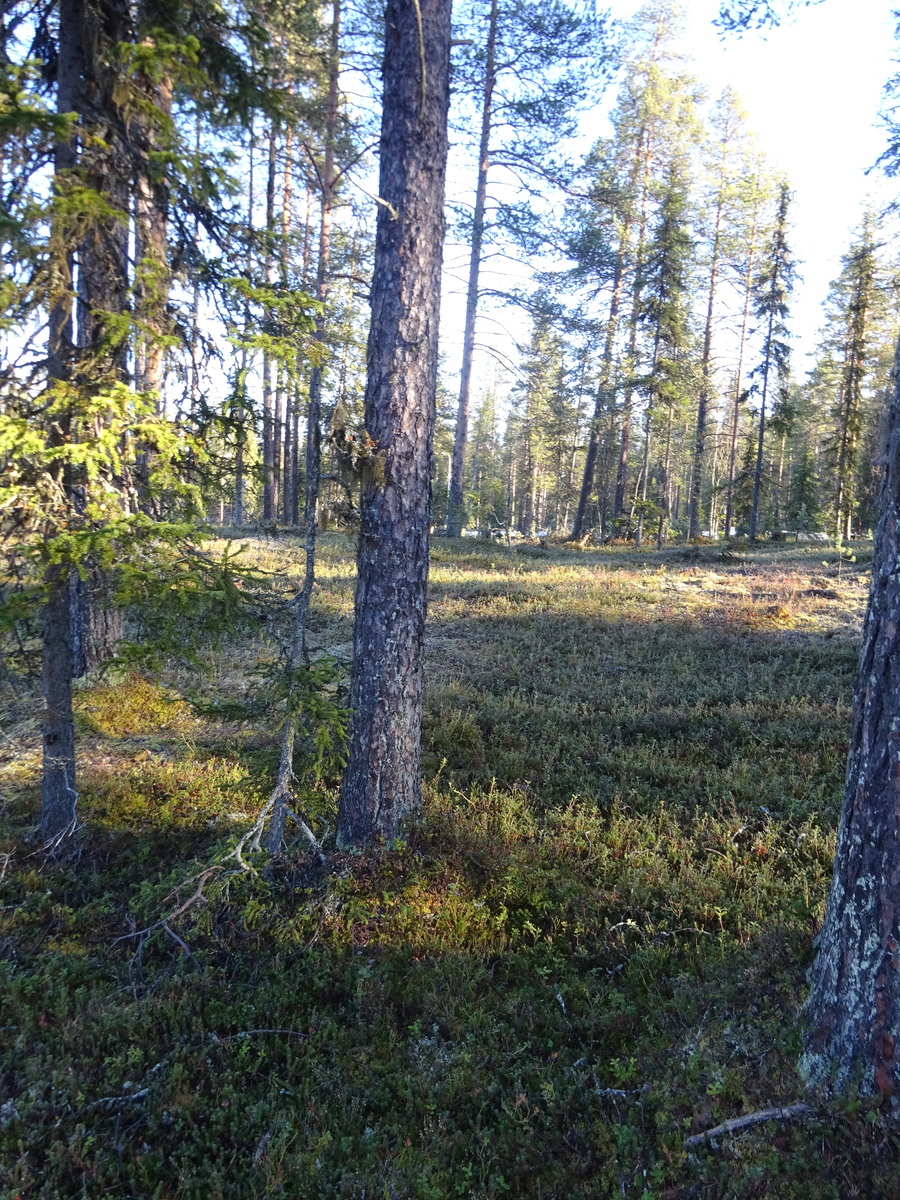 Valokuvassa näkyy mm. tontilla kasvavia puita ja muuta kasvillisuutta.