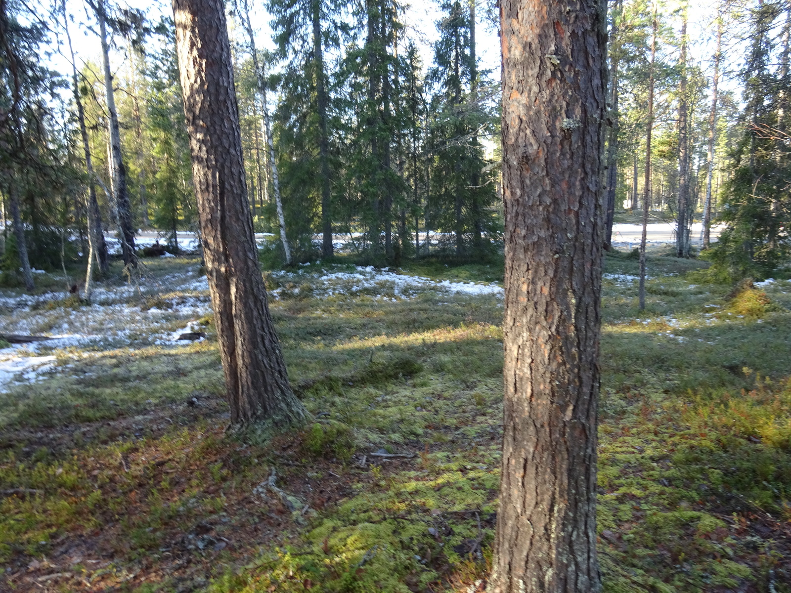 Valokuvassa näkyy mm. tontilla kasvavia puita ja muuta kasvillisuutta.