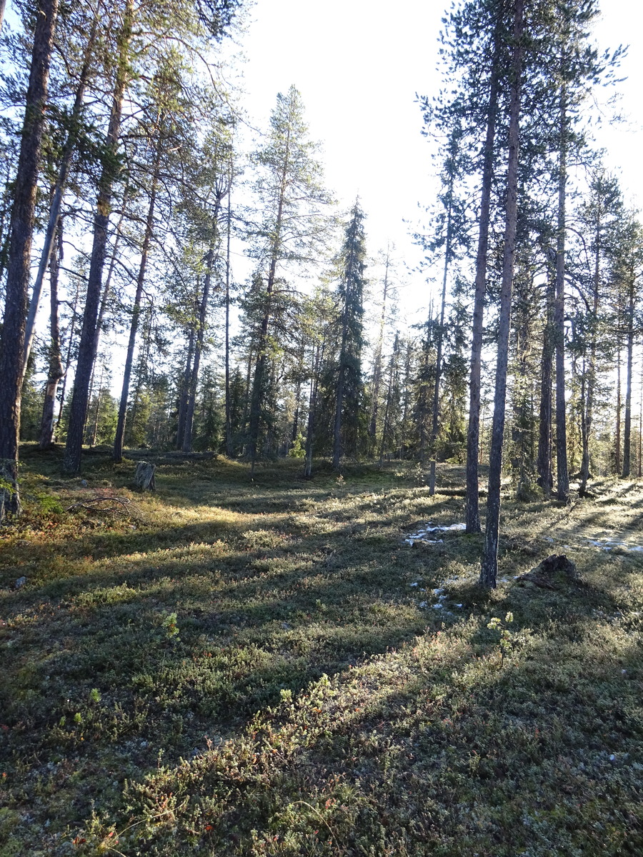 Valokuvassa näkyy mm. tontilla kasvavia puita ja muuta kasvillisuutta.