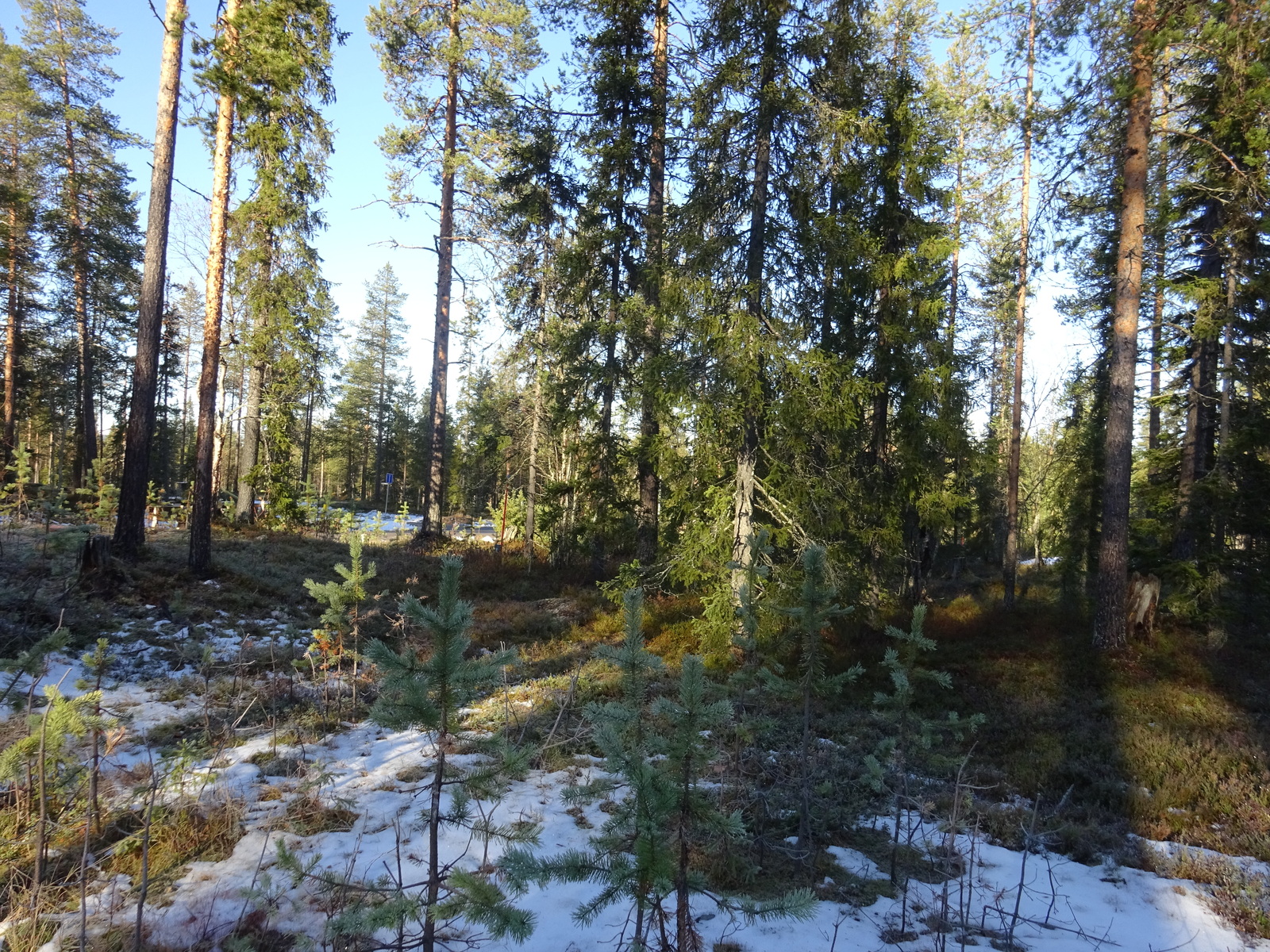 Valokuvassa näkyy mm. tontilla kasvavia puita ja muuta kasvillisuutta.