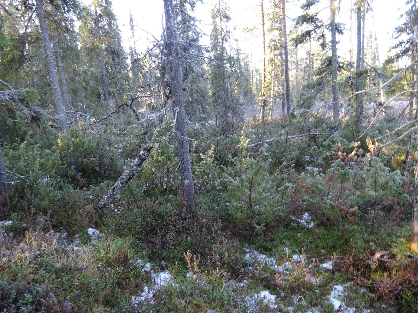 Valokuvassa näkyy mm. tontilla kasvavia puita ja muuta kasvillisuutta.