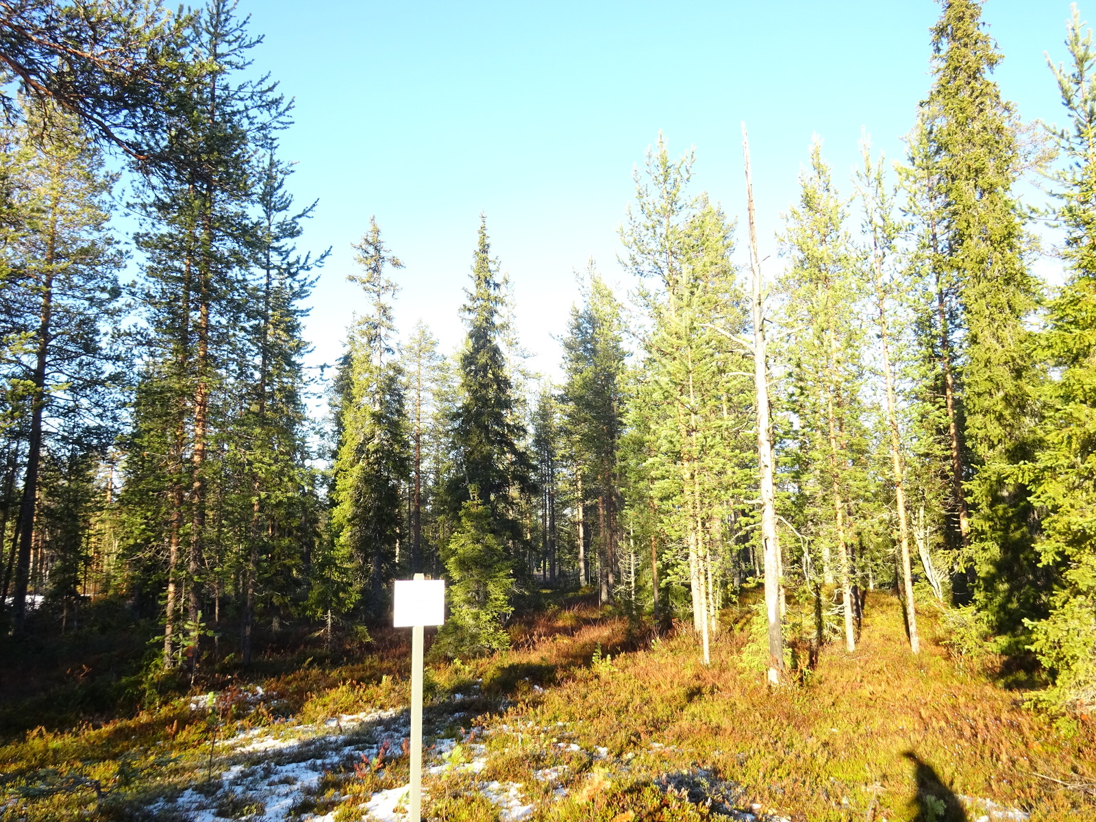 Valokuvassa näkyy mm. tontilla kasvavia puita ja muuta kasvillisuutta.