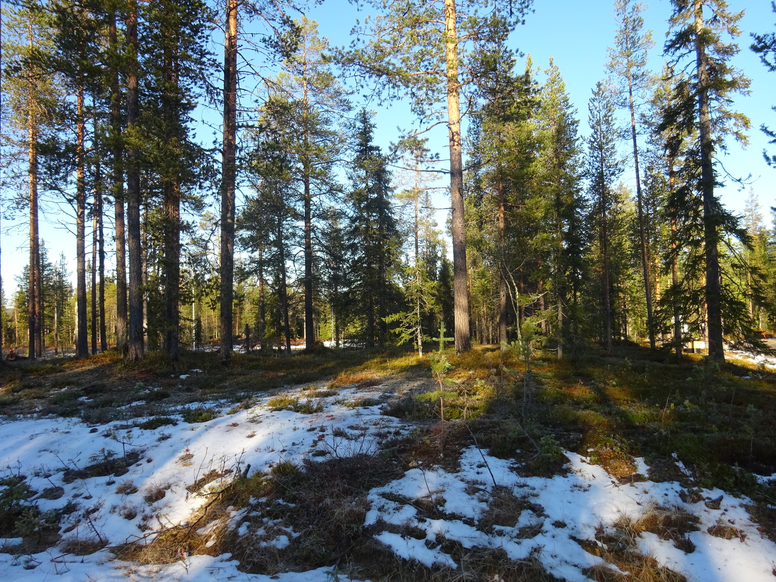 Valokuvassa näkyy mm. tontilla kasvavia puita ja muuta kasvillisuutta.