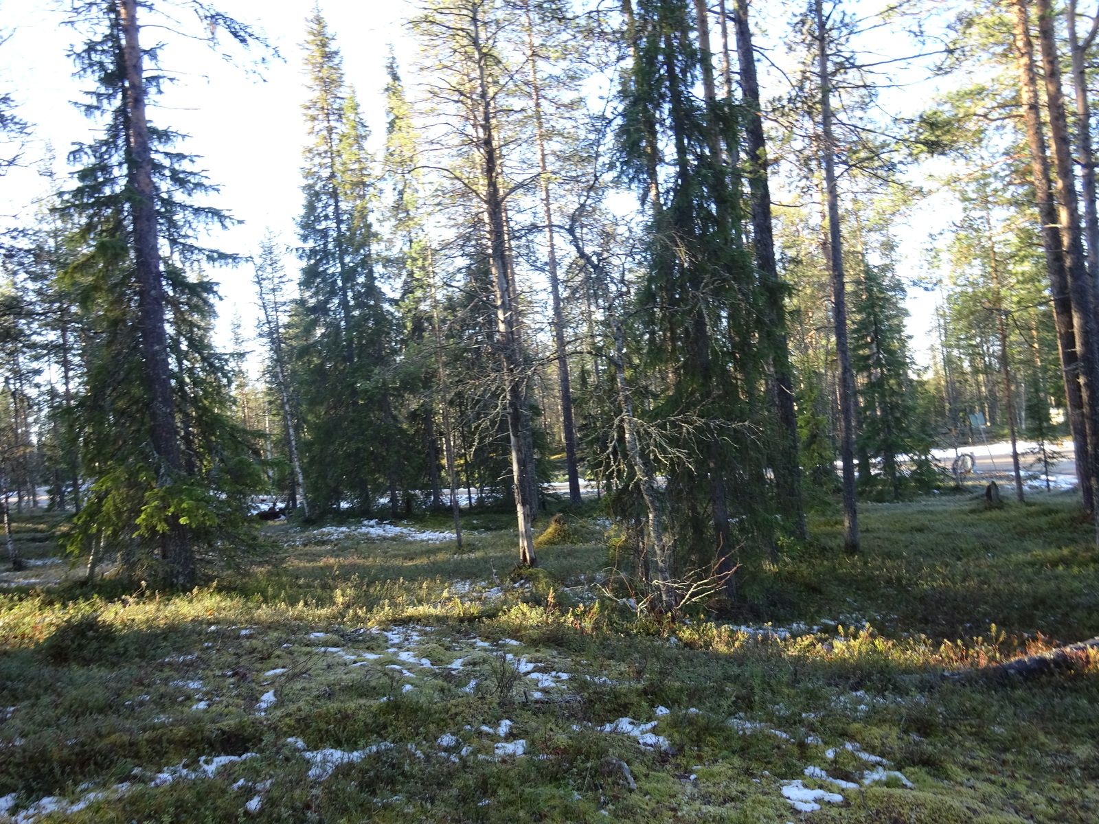 Valokuvassa näkyy mm. tontilla kasvavia puita ja muuta kasvillisuutta.