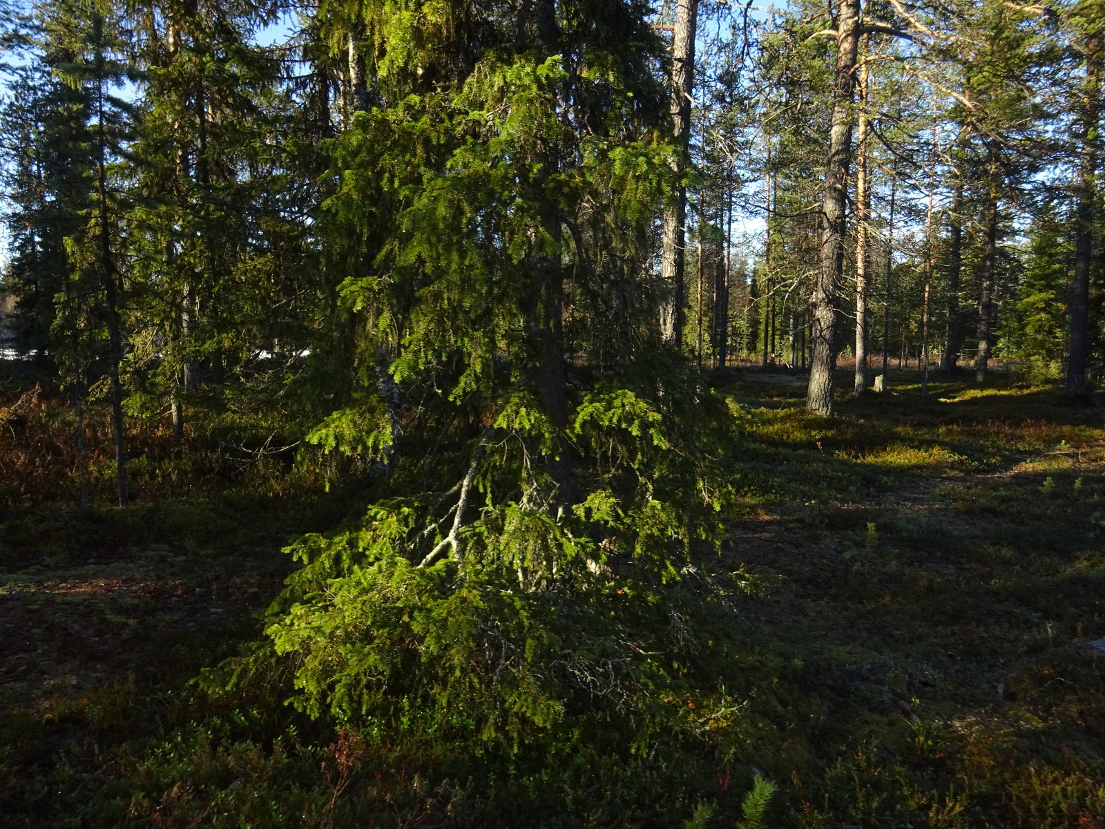 Valokuvassa näkyy mm. tontilla kasvavia puita ja muuta kasvillisuutta.