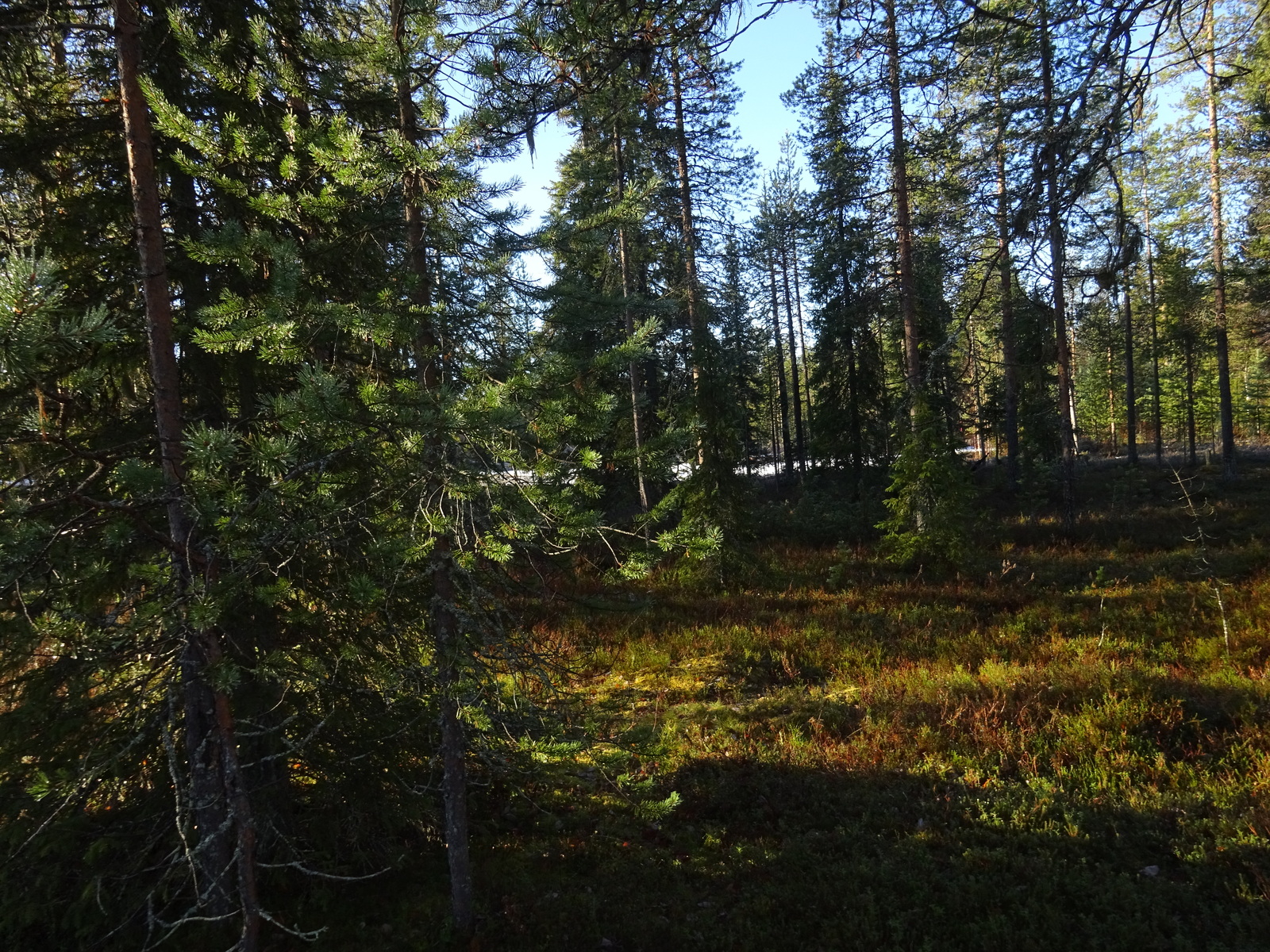 Valokuvassa näkyy mm. tontilla kasvavia puita ja muuta kasvillisuutta.