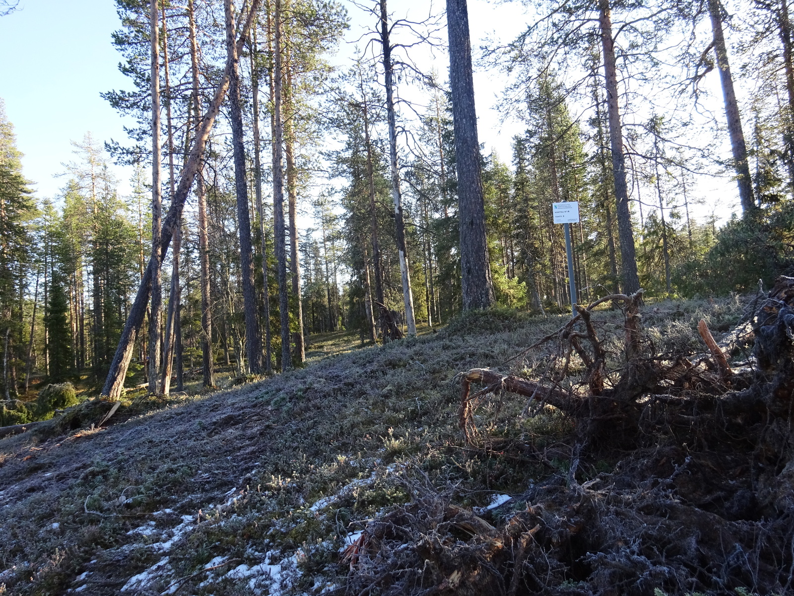 Valokuvassa näkyy mm. tontilla kasvavia puita ja muuta kasvillisuutta.