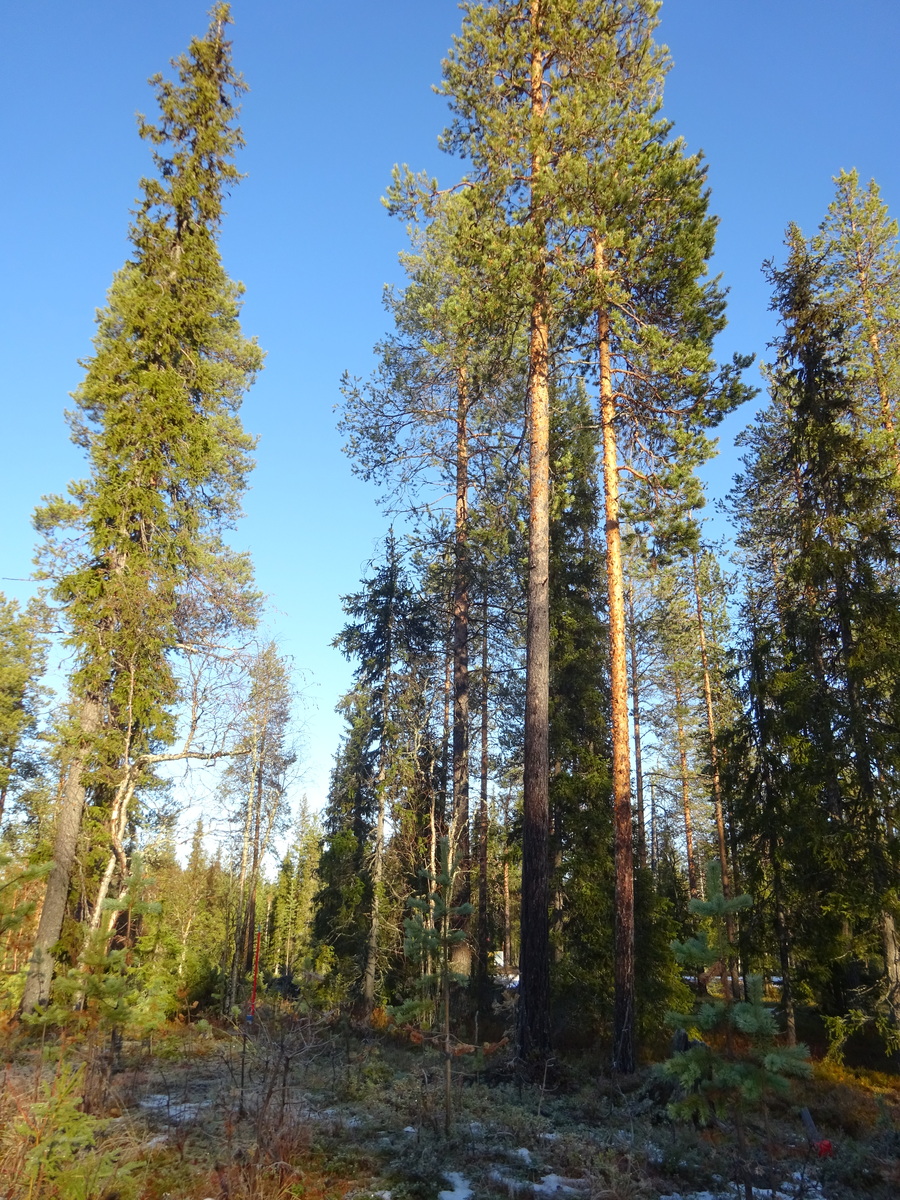 Valokuvassa näkyy mm. tontilla kasvavia puita ja muuta kasvillisuutta.