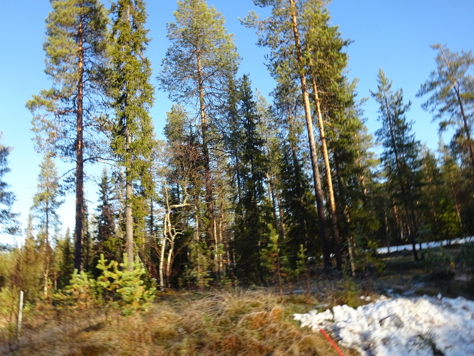 Valokuvassa näkyy mm. tontilla kasvavia puita ja muuta kasvillisuutta.