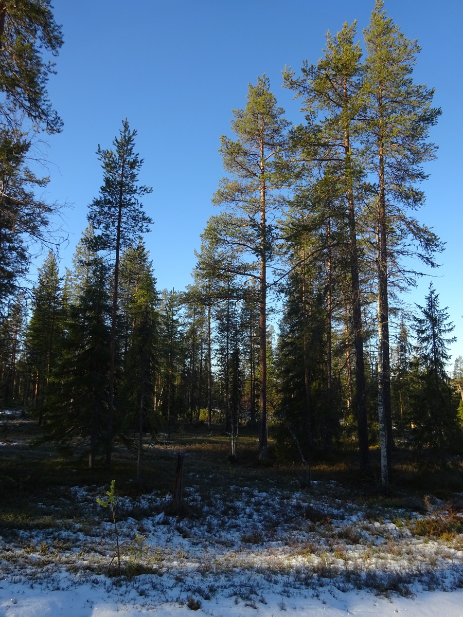 Valokuvassa näkyy mm. tontilla kasvavia puita ja muuta kasvillisuutta.