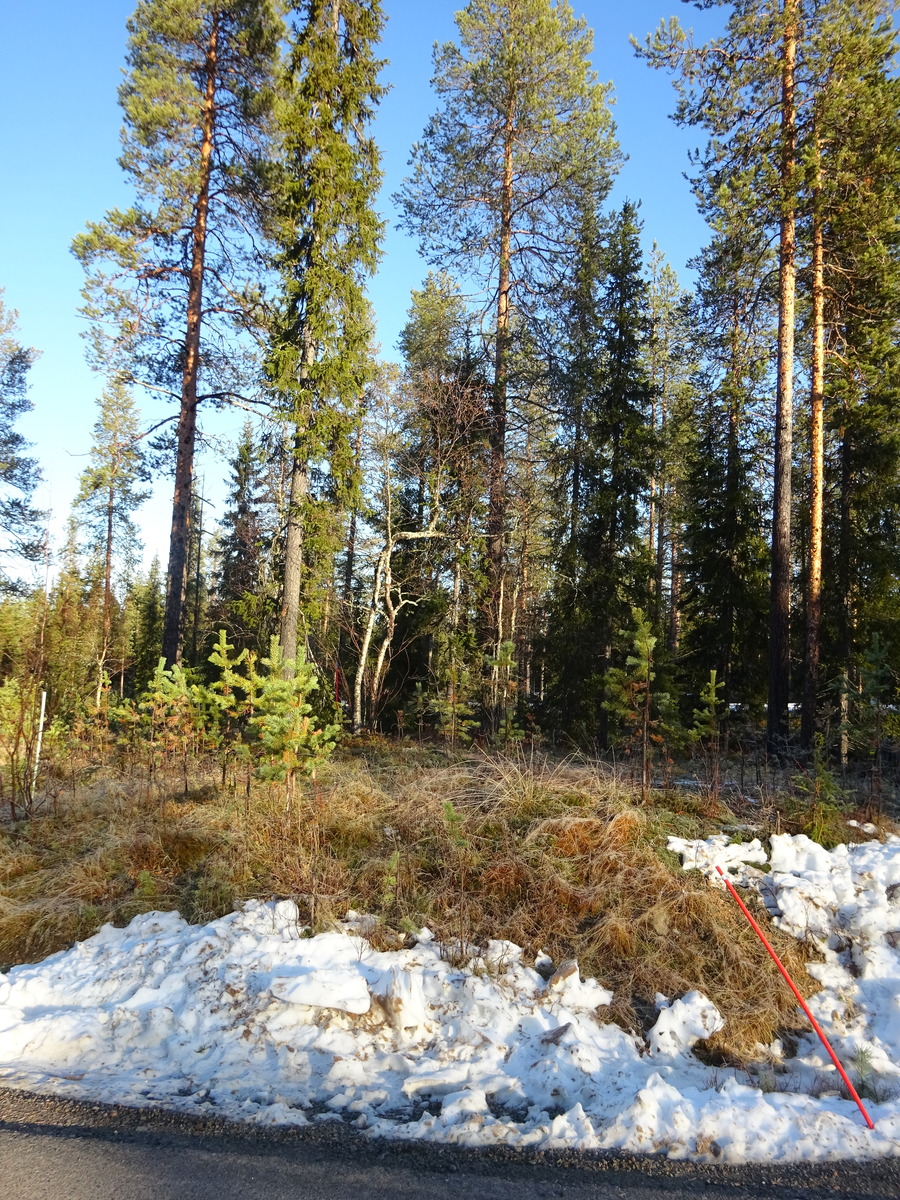 Valokuvassa näkyy mm. tontilla kasvavia puita ja muuta kasvillisuutta.