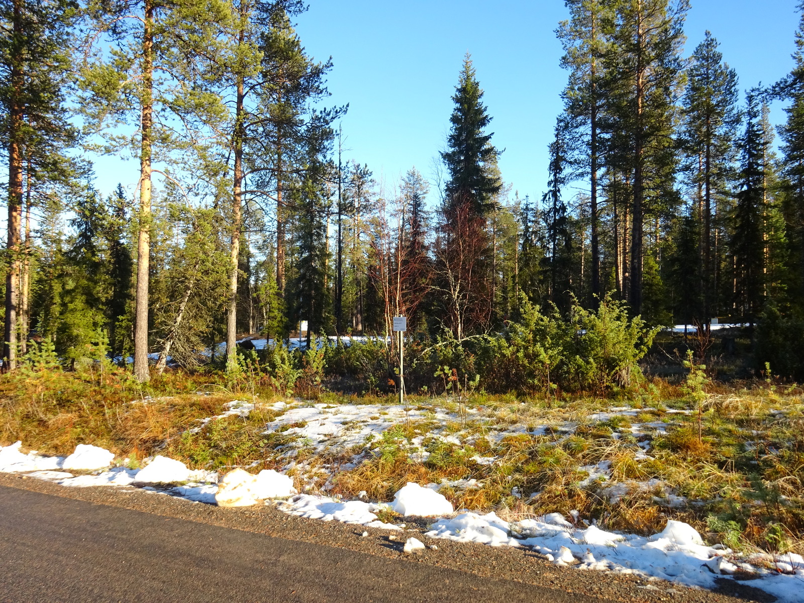 Valokuvassa näkyy mm. tontilla kasvavia puita ja muuta kasvillisuutta.