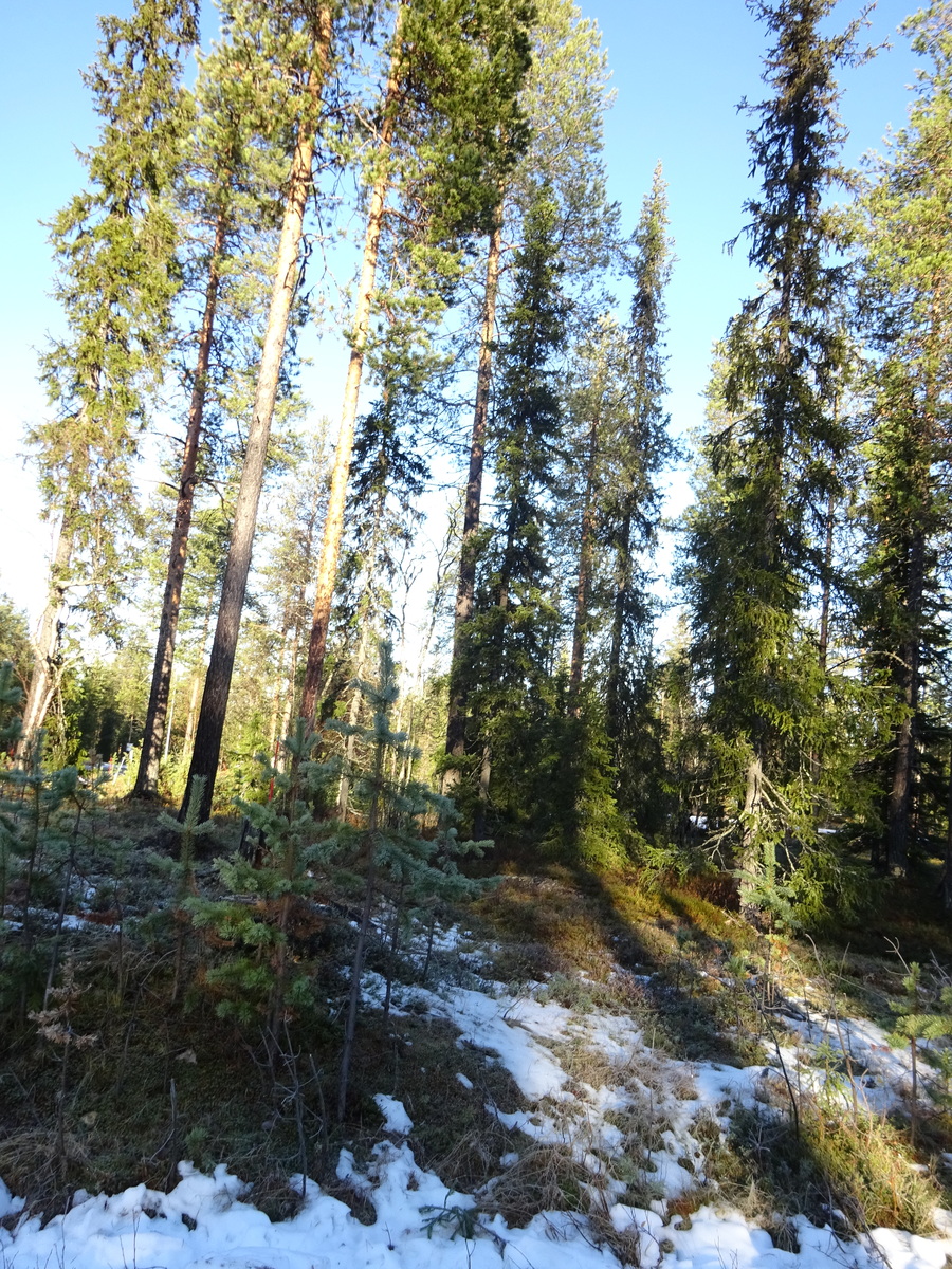 Valokuvassa näkyy mm. tontilla kasvavia puita ja muuta kasvillisuutta.