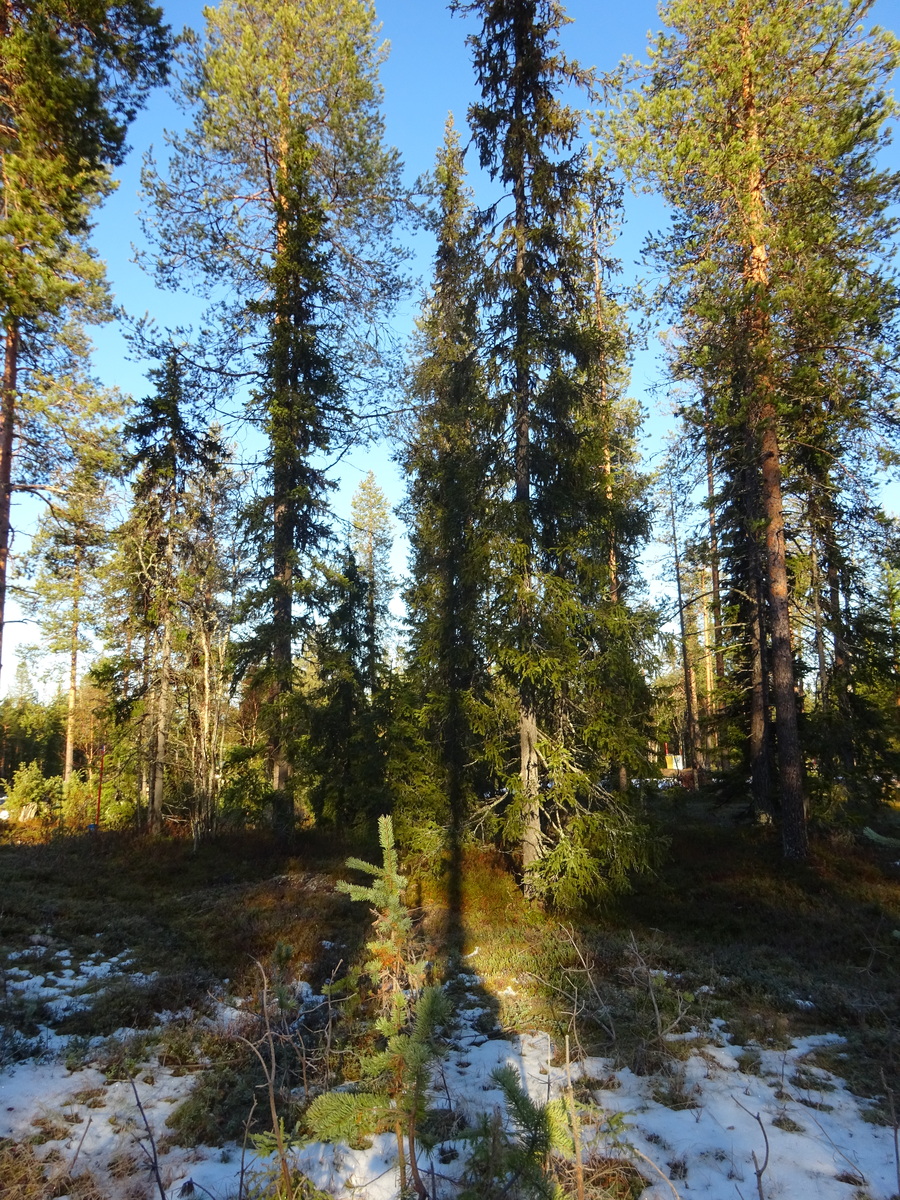 Valokuvassa näkyy mm. tontilla kasvavia puita ja muuta kasvillisuutta.