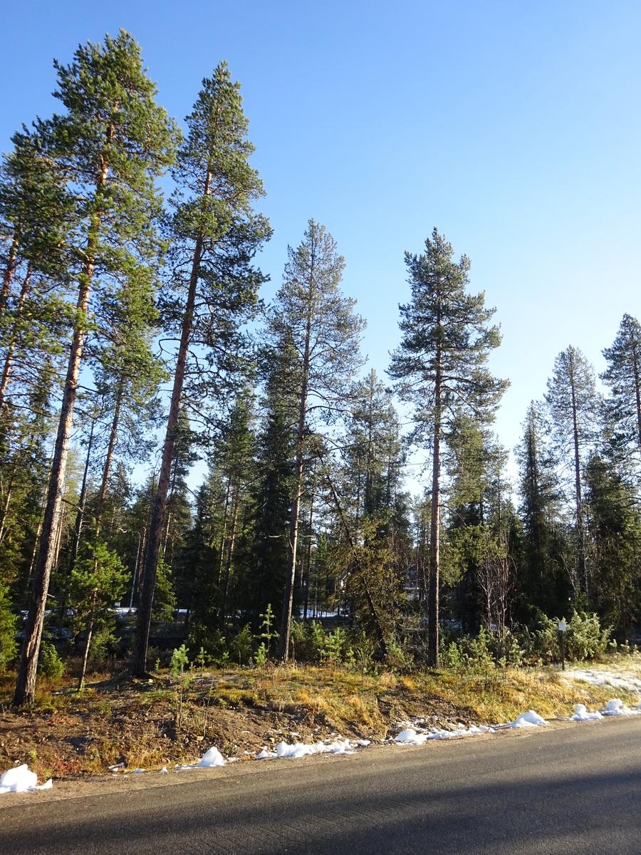 Valokuvassa näkyy mm. tontilla kasvavia puita ja muuta kasvillisuutta.