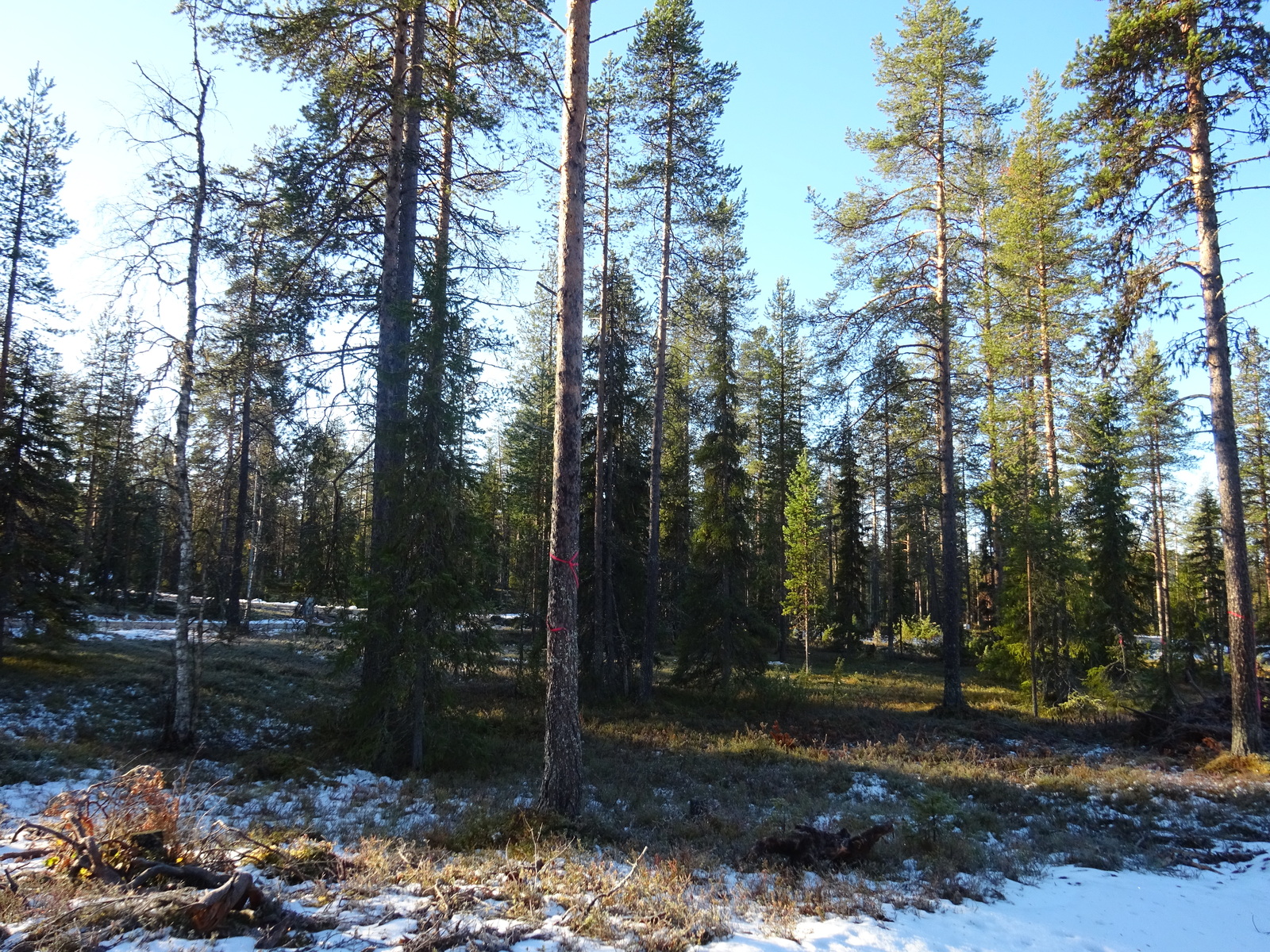 Valokuvassa näkyy mm. tontilla kasvavia puita ja muuta kasvillisuutta.