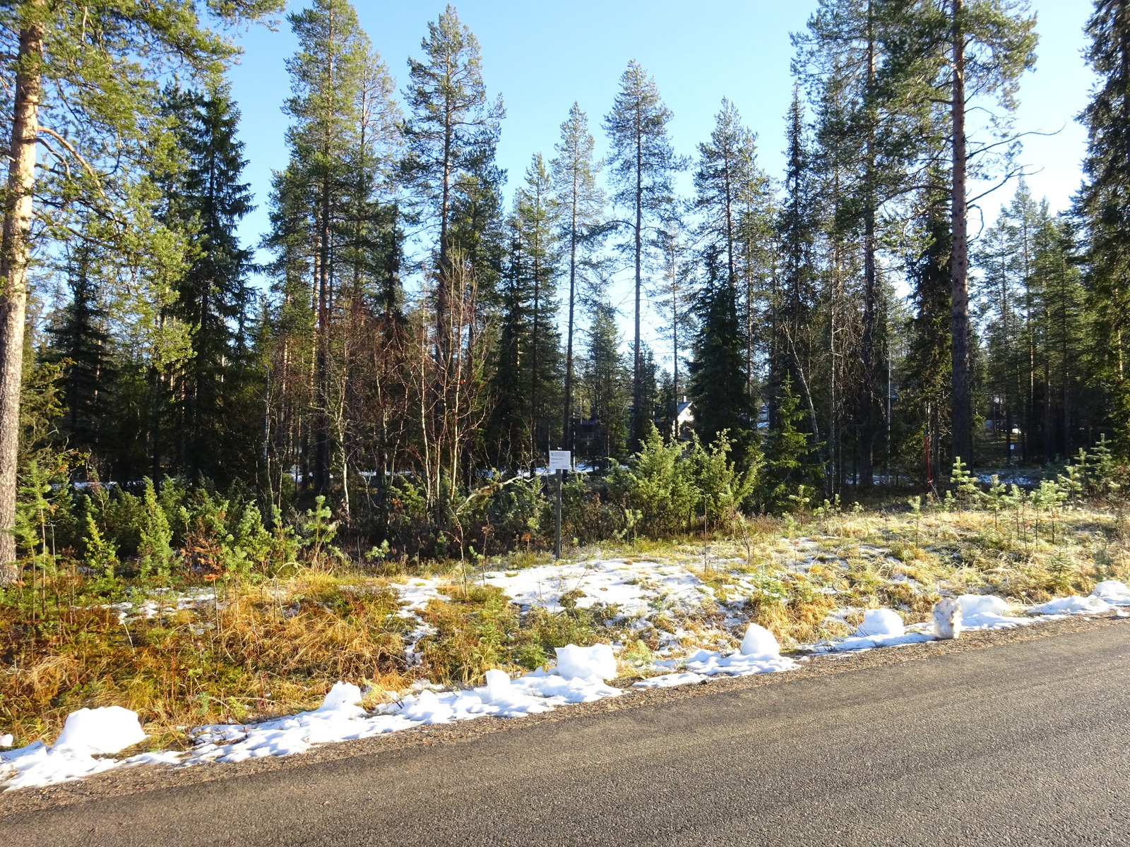 Valokuvassa näkyy mm. tontilla kasvavia puita ja muuta kasvillisuutta.