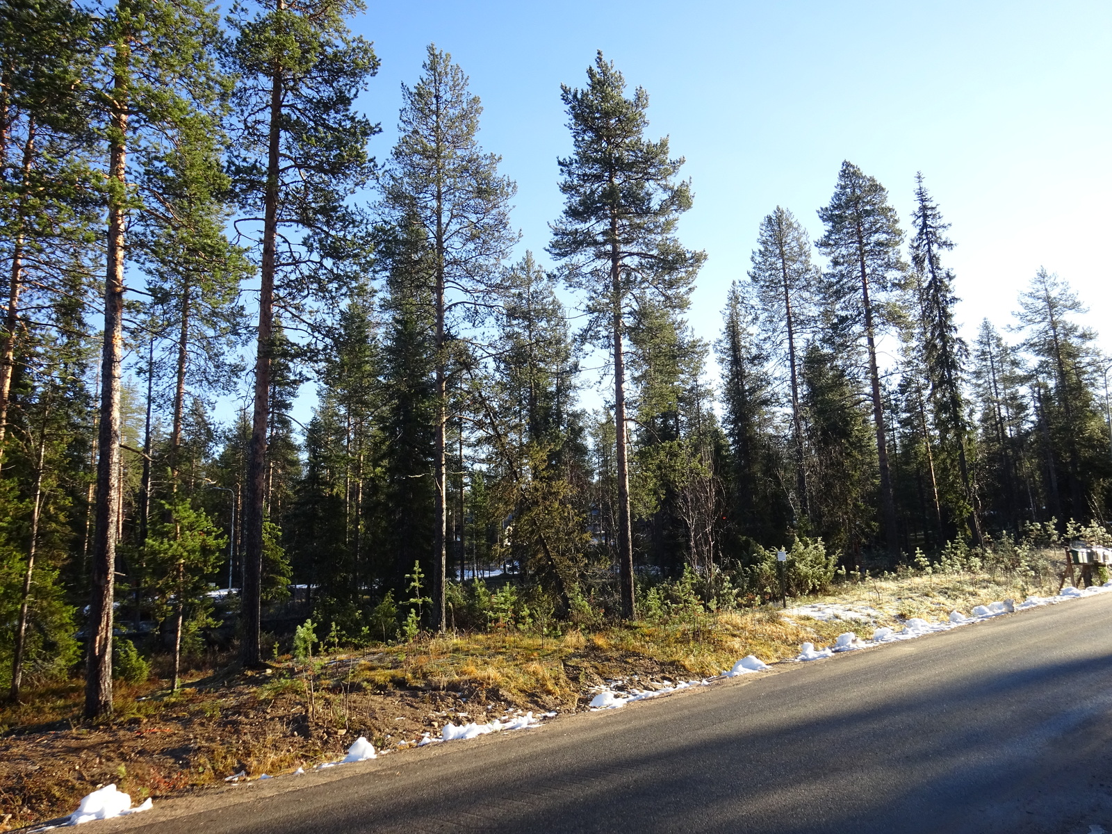 Valokuvassa näkyy mm. tontilla kasvavia puita ja muuta kasvillisuutta.